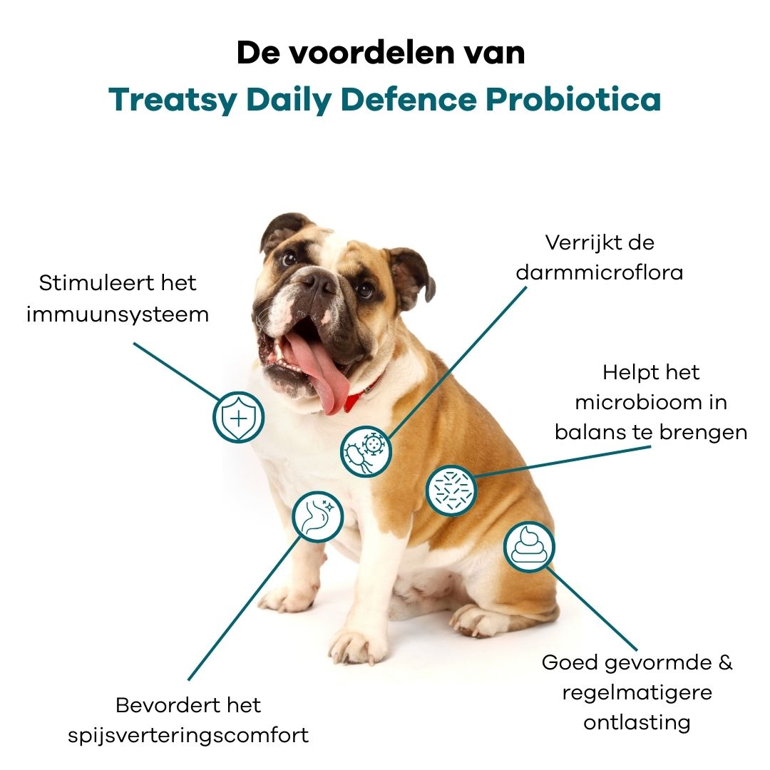 Hond met infographic. Voordelen van Treatsy Probiotica: immuunsysteem, darmflora, microbioom, spijsvertering, ontlasting.