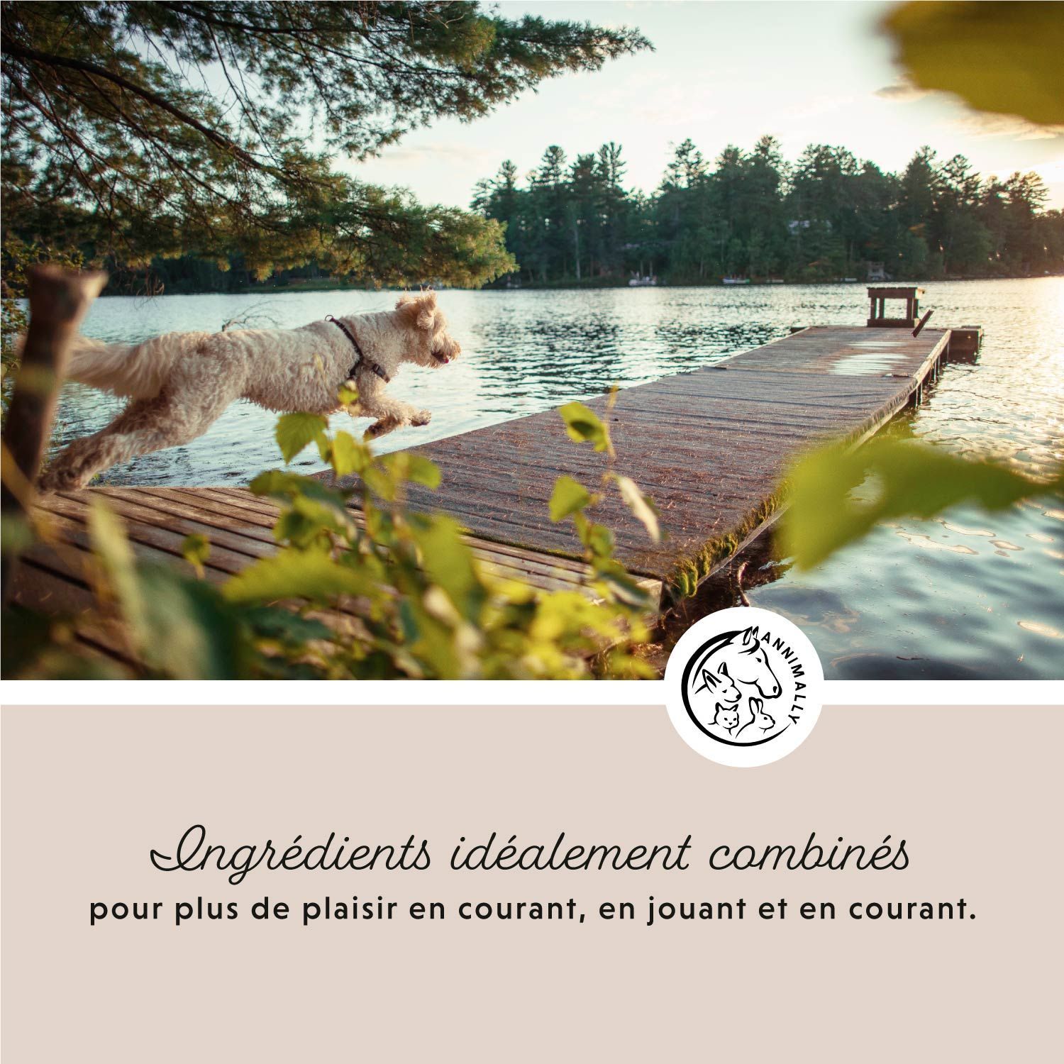 Chien sautant d'une jetée dans l'eau. Texte: Ingrédients idéalement combinés pour plus de plaisir en courant, en jouant et en courant.