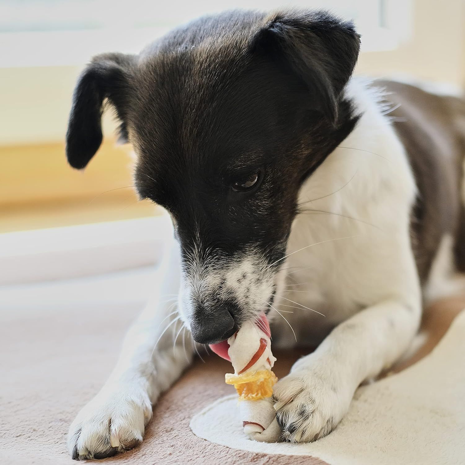 Un petit chien mâche un os avec peau de bœuf, poitrine de poulet et couenne de porc.