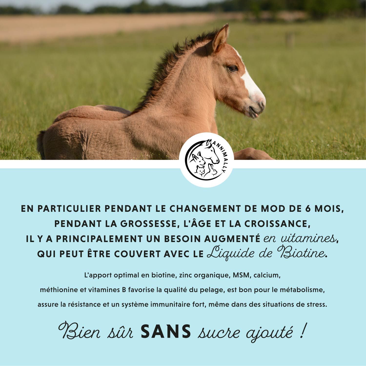 Texte avec logo. Combinaison idéale de nutriments pour peau, pelage, crinière, queue et sabots. Complément premium liquide.