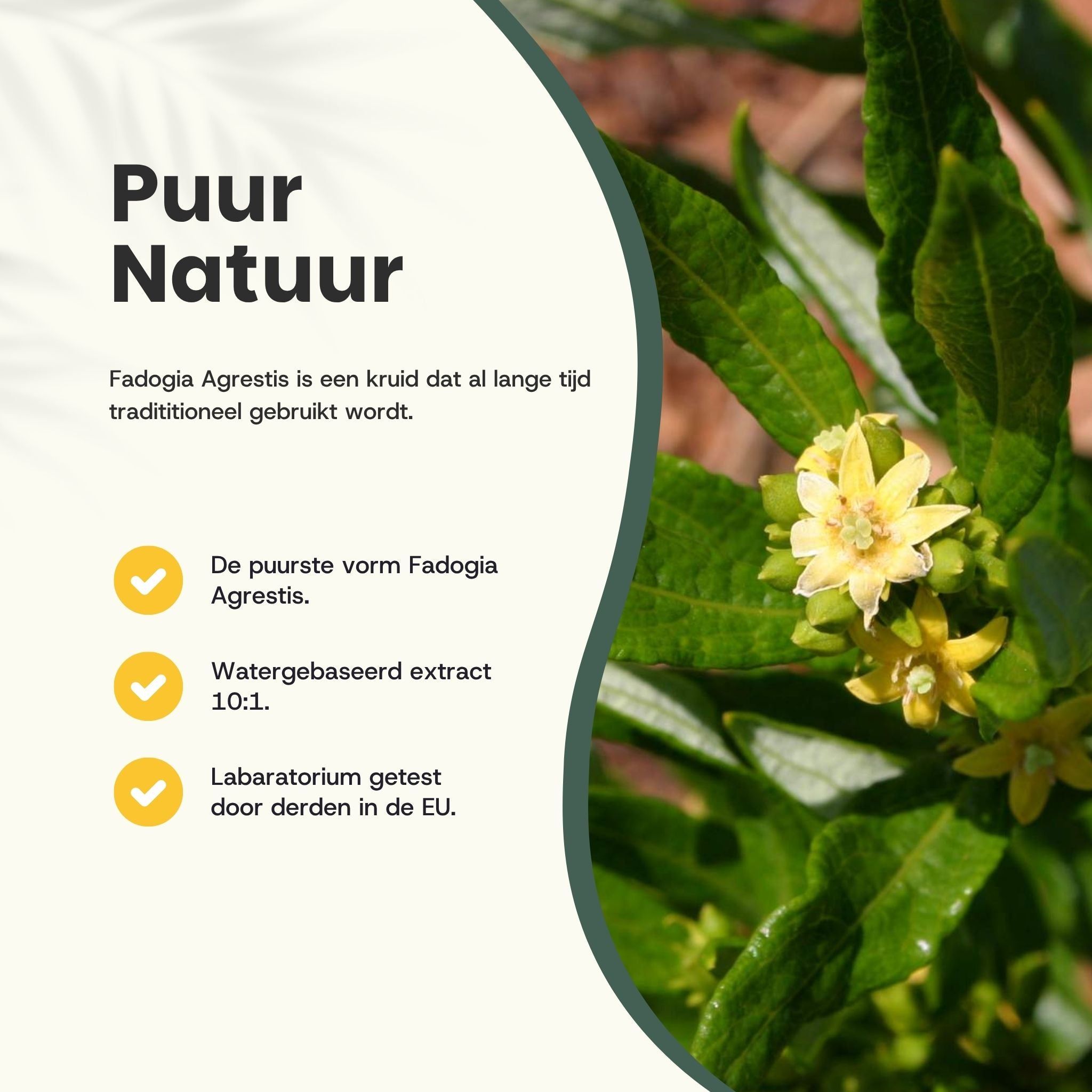 Plant met gele bloemen. Tekst: Zuiverste vorm van Fadogia Agrestis, extract op waterbasis 10:1.