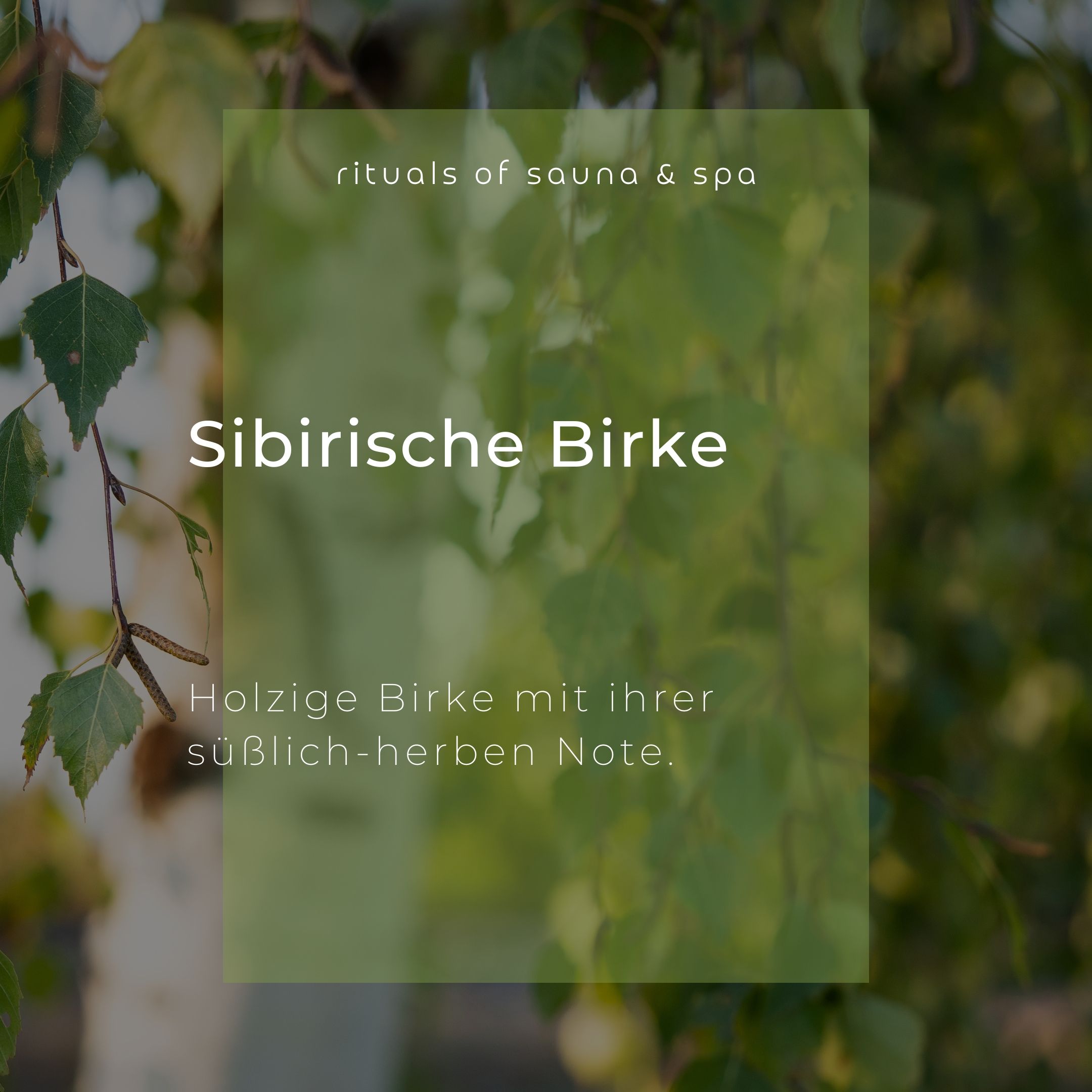 Tekst op groene achtergrond: Sibirische Birke. Daaronder: Holzige Birke mit ihrer süßlich-herben Note.