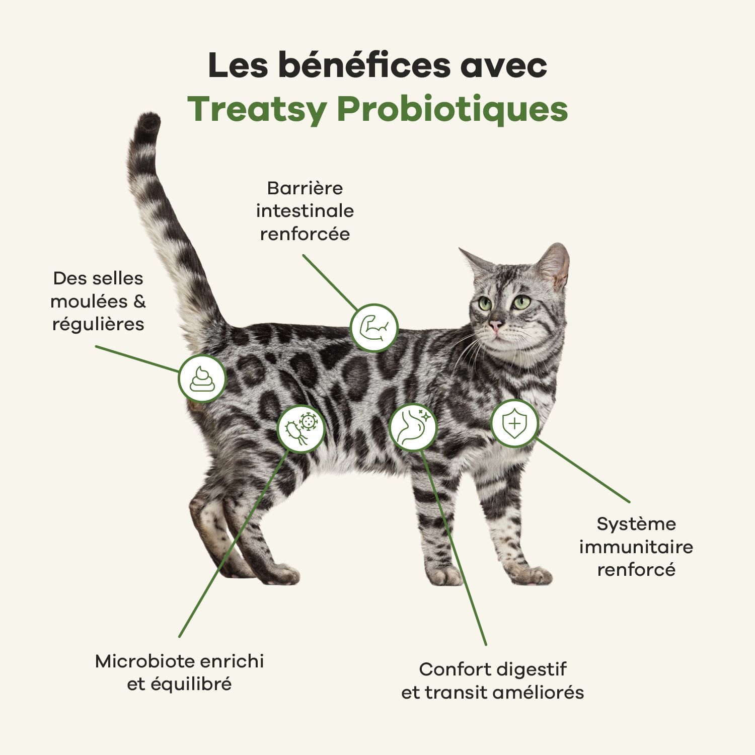 Texte avec recommandations pour l'alimentation des chats. Friandises en forme de souris.