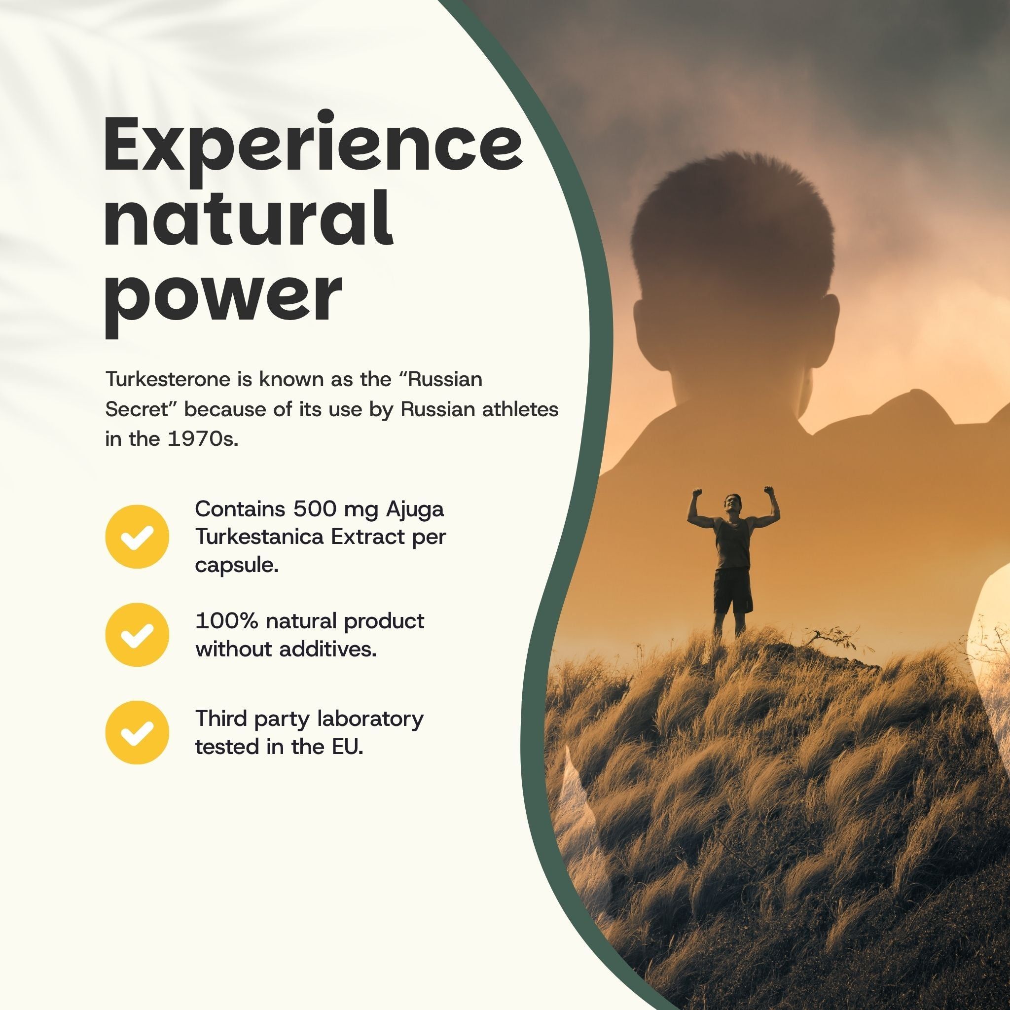 Gélule avec contenu. Inscription : Extrait de turkestérone. 100% naturel. Sans charges. Gélule végétalienne. Extrait 10:1.