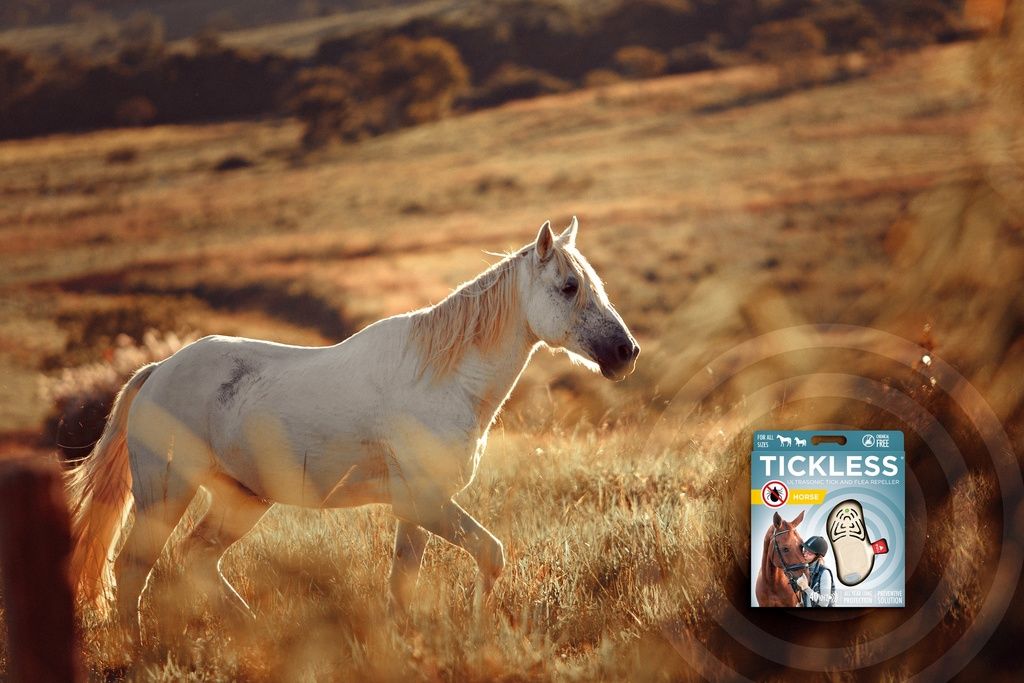 Un cheval blanc dans un champ. En arrière-plan, l'emballage de TICKLESS pour chevaux.