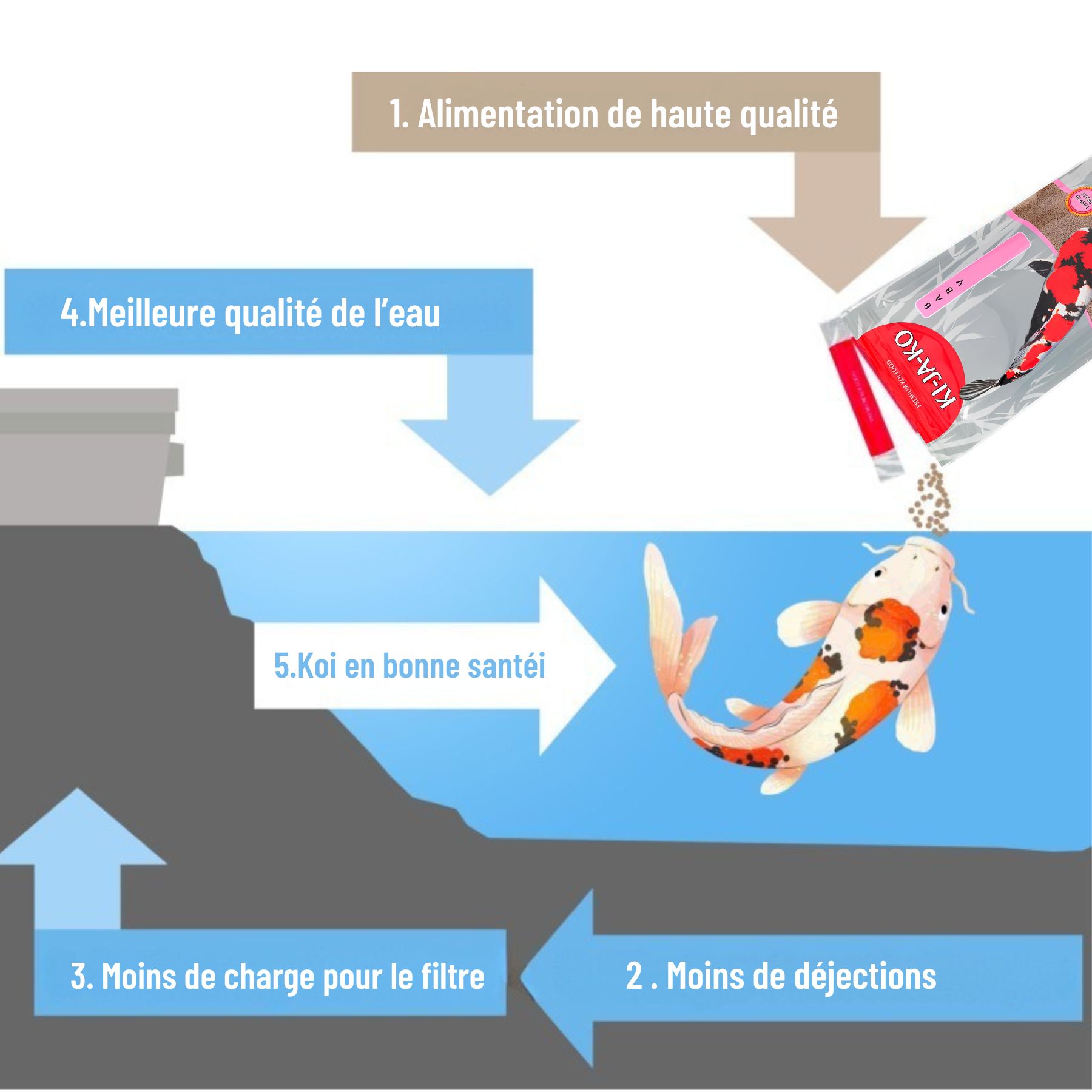 Illustration : carpe koï dans l'eau, flèches indiquant les avantages de la nourriture pour carpes koï : qualité de l'eau.
