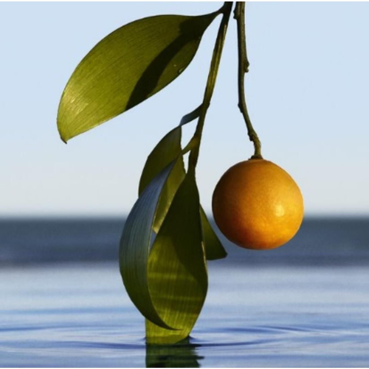 Branche avec feuilles et fruit dans l'eau. Fruit rond et jaune. Feuilles vertes.