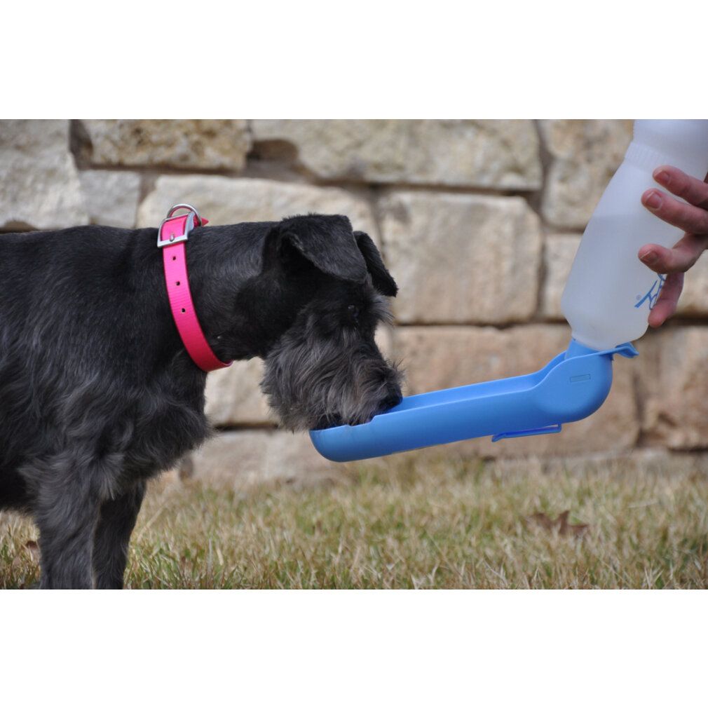 Chien noir buvant dans une bouteille d'eau bleue pour chien. La bouteille est tenue par une main.