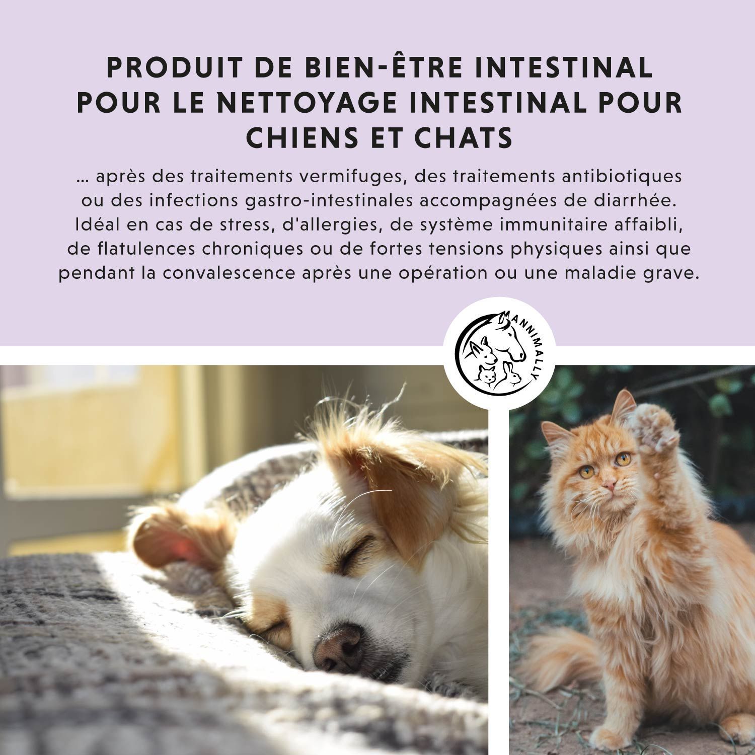 Texte avec logo. Texte: Produit de bien-être intestinal pour le nettoyage intestinal pour chiens et chats. Chien et chat.