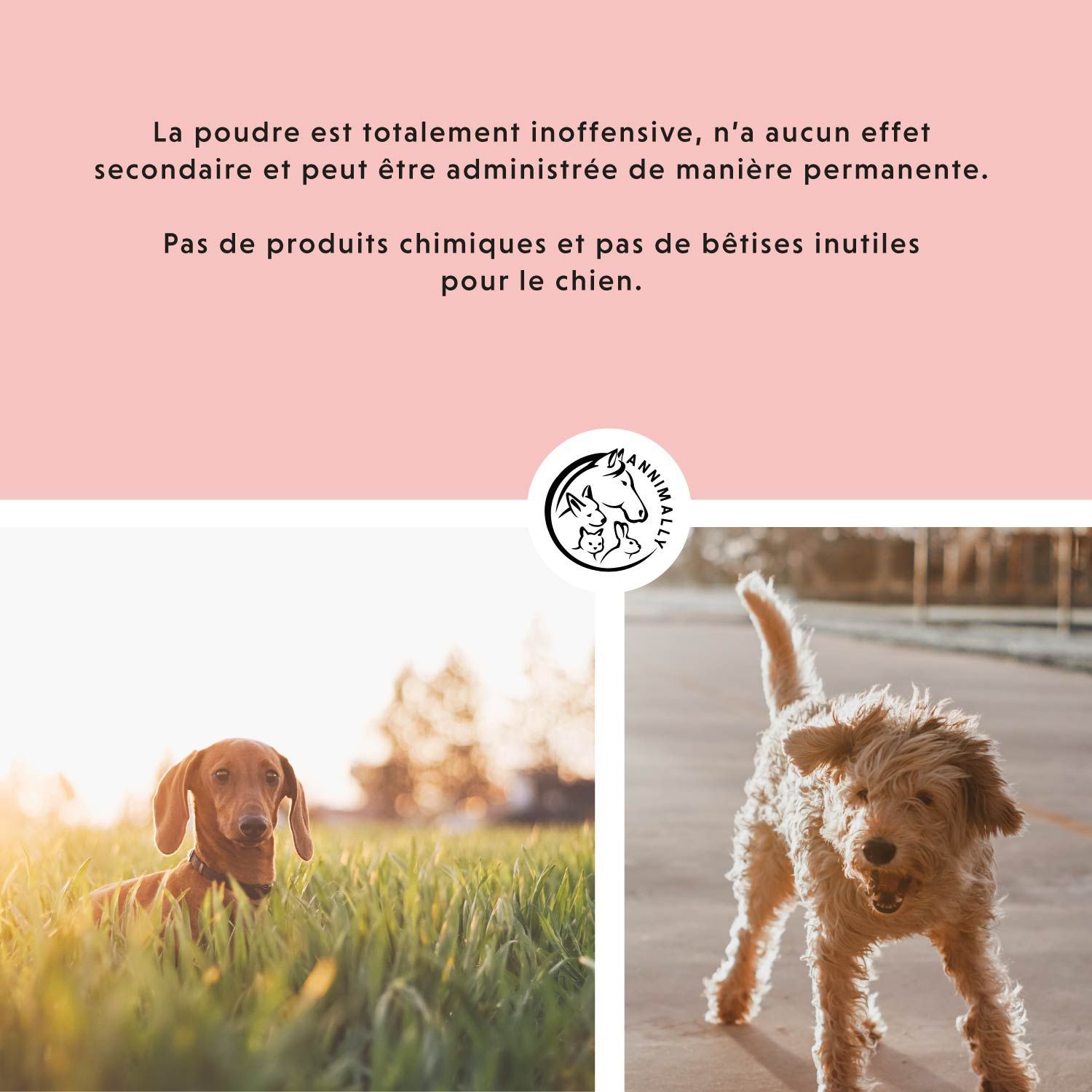 Texte sur fond rose. Texte : La poudre est totalement inoffensive, n'a aucun effet secondaire et peut être administrée en permanence.