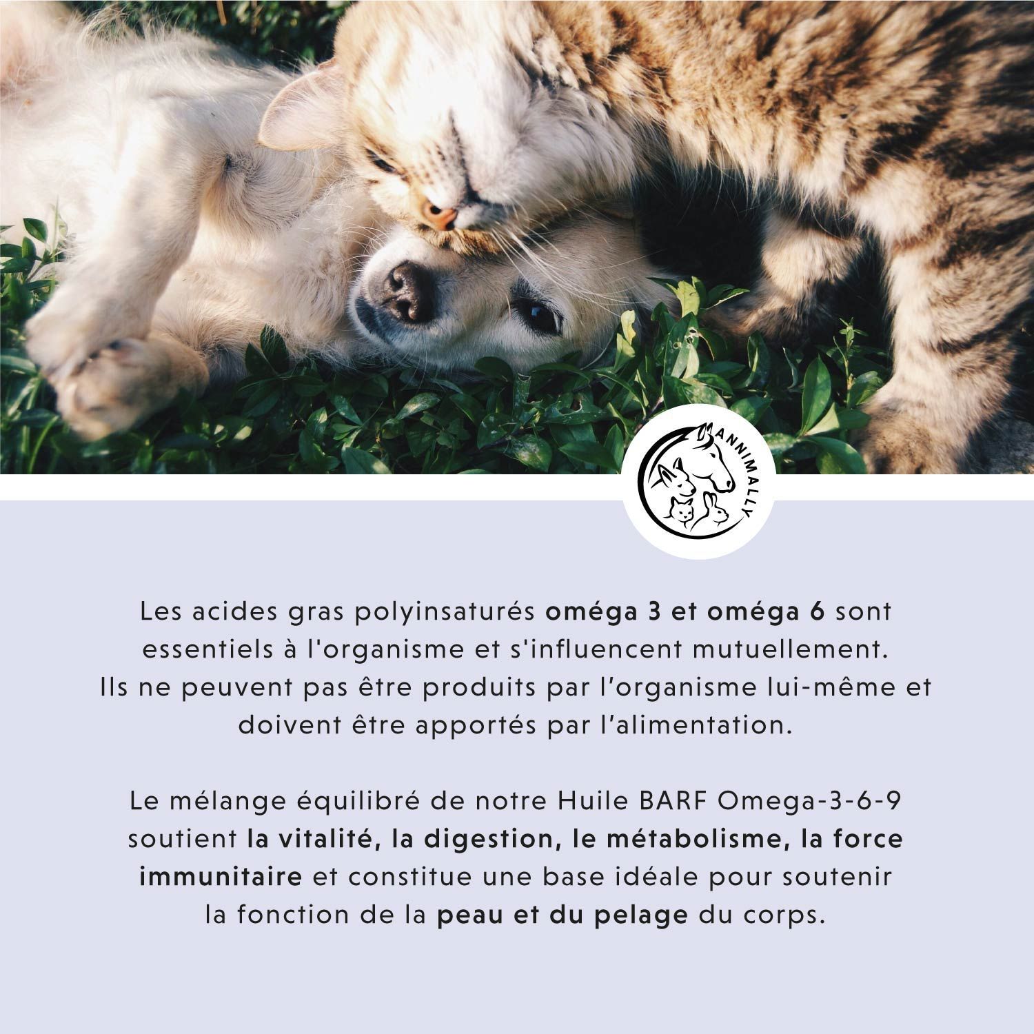 Texte sur les acides gras oméga 3 et 6. Chien et chat couchés ensemble. Fond bleu.
