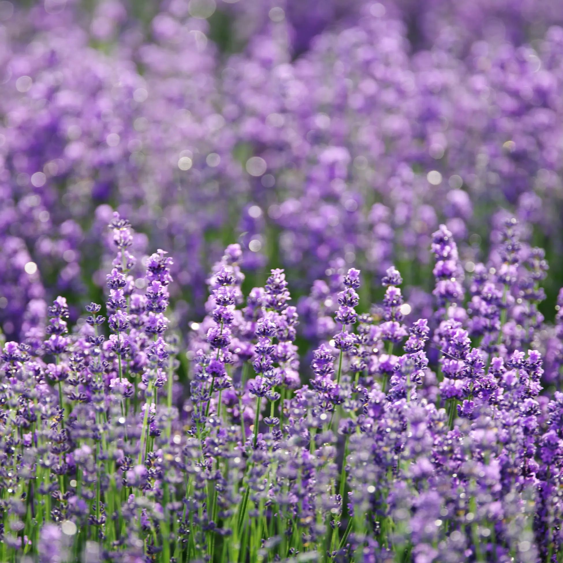 DoraLife Lavendelolie