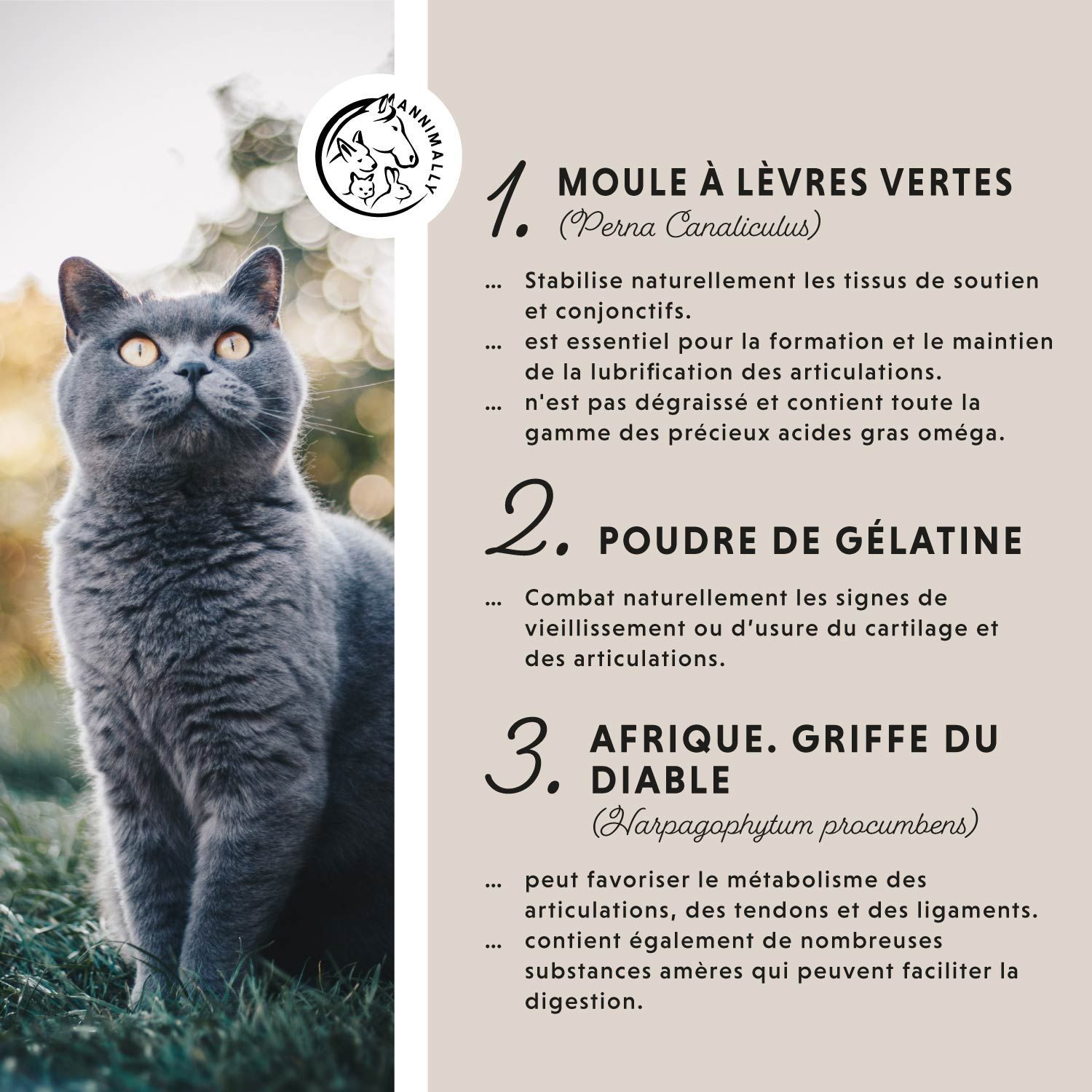 Recommandations alimentaires. Chat dans une couverture. 1g par jour. Sans arômes artificiels.