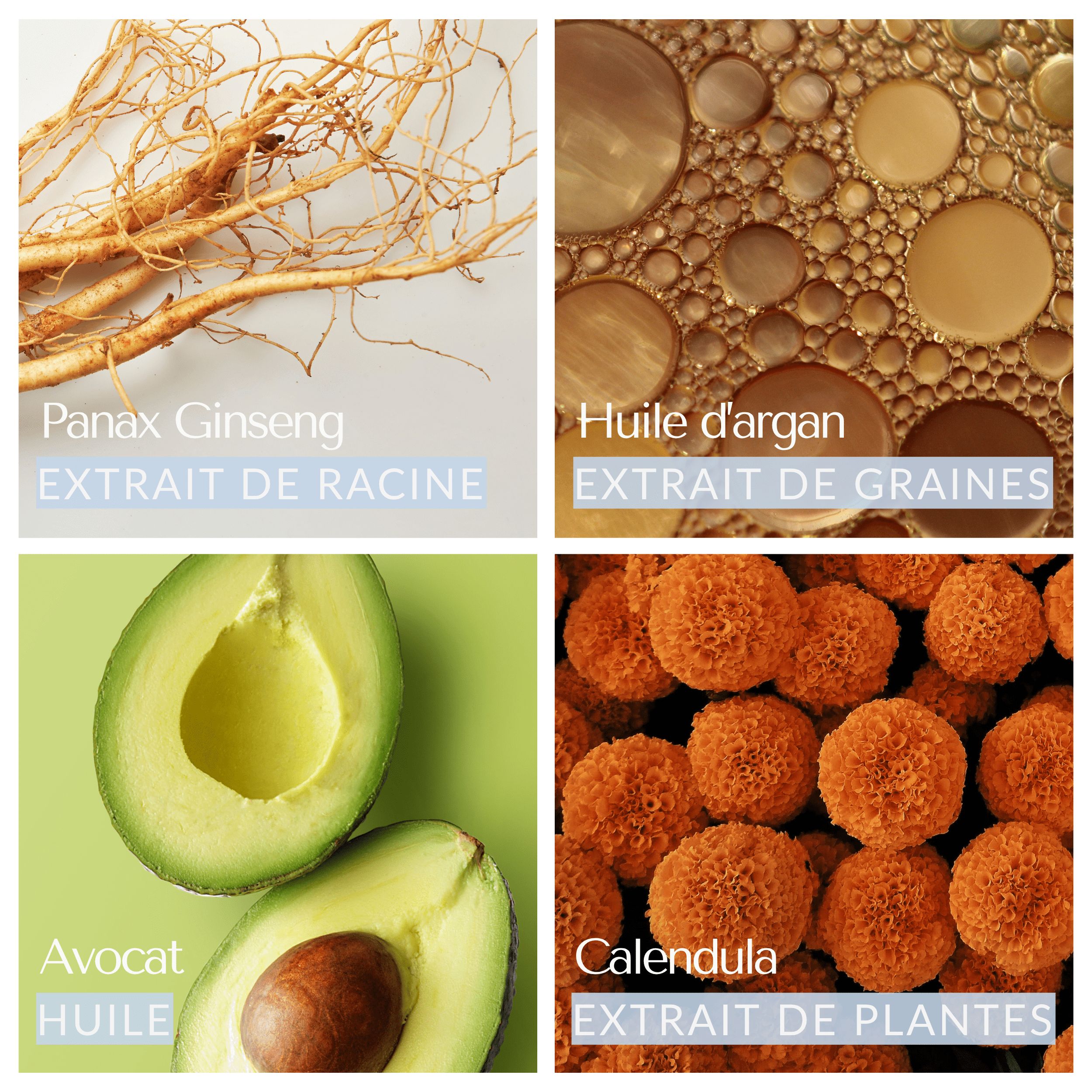 Quatre images : Panax Ginseng, Huile d'argan, Avocat, Calendula. Légendes avec noms et extraits.