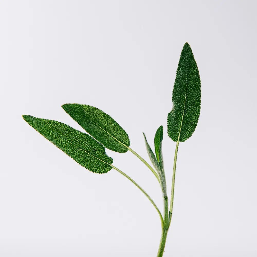 Trois feuilles vertes sur une tige. Feuilles à texture fine. Sur fond clair.