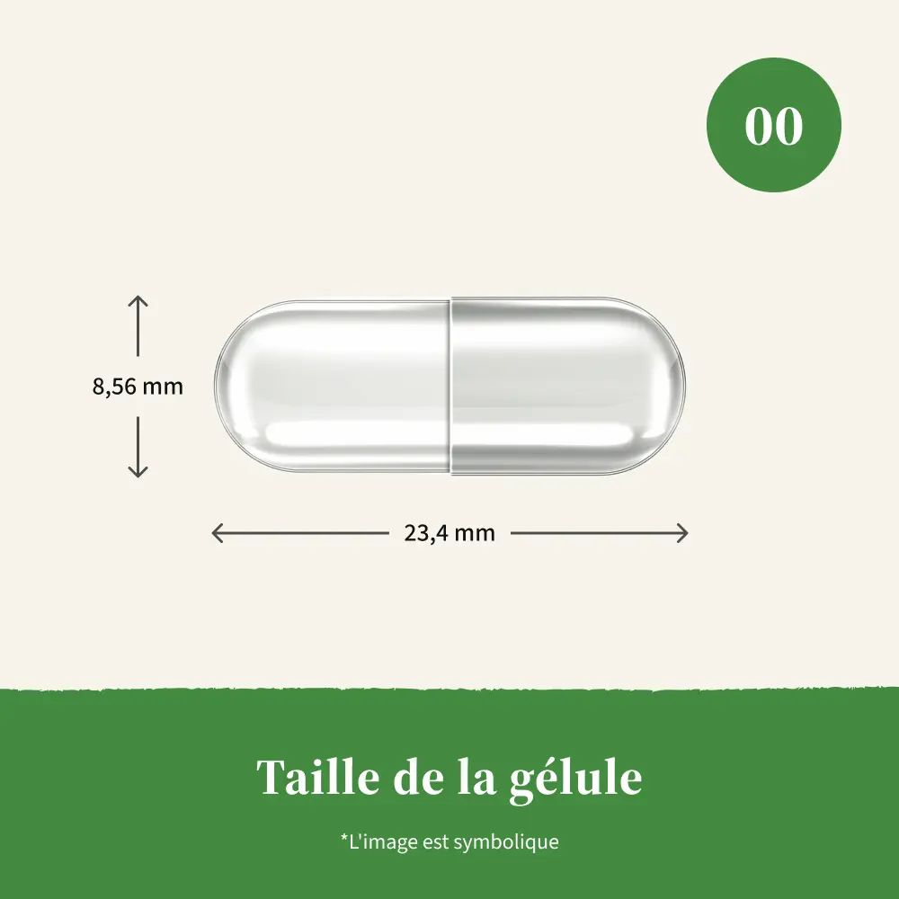 Gélule, enveloppe transparente. Dimensions : 23,4 mm x 8,56 mm. Taille 00. Sur fond blanc. Mesures.