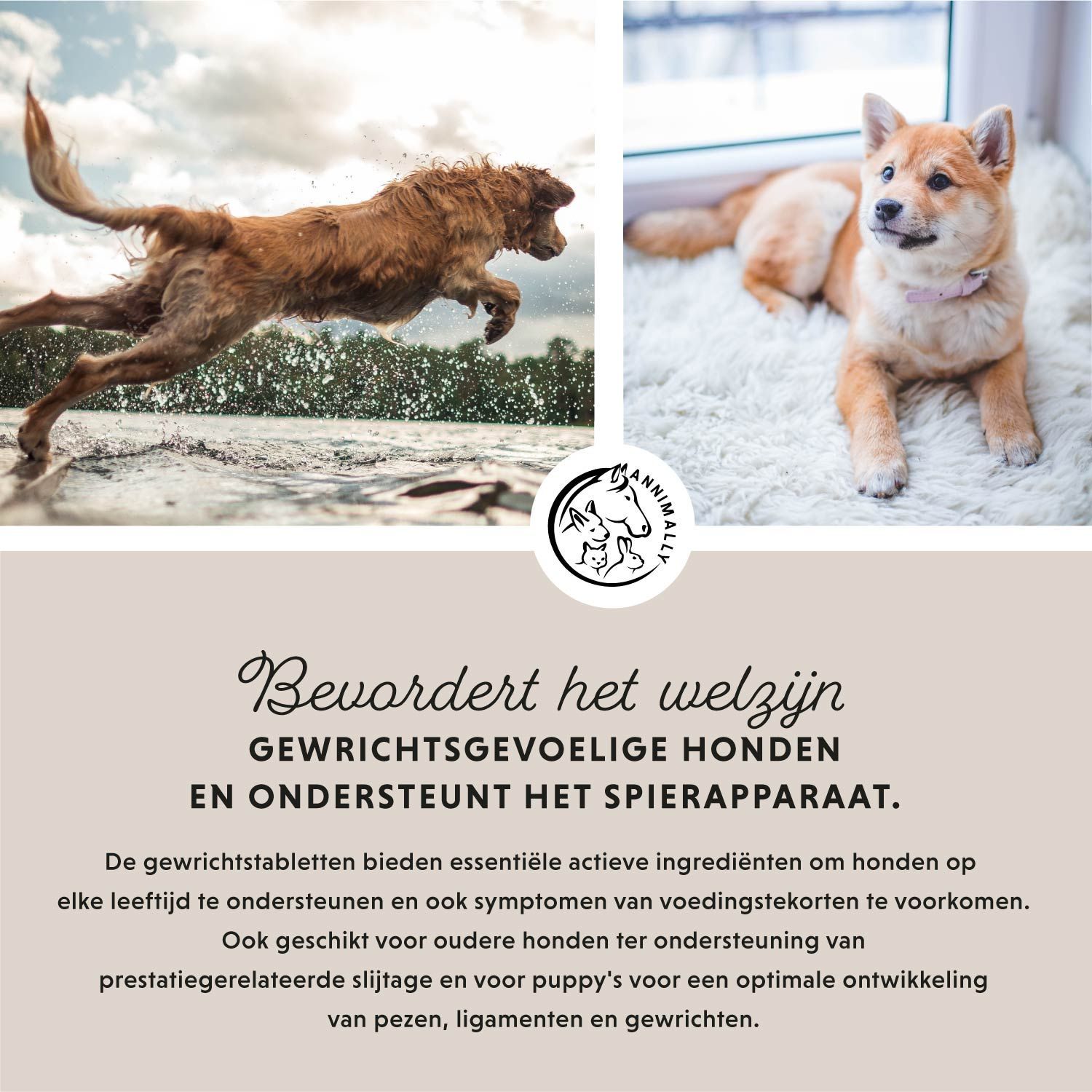 Tekst: Bevordert het welzijn. Honden. Logo. Honden springen in het water en liggen. Voetafdrukken.