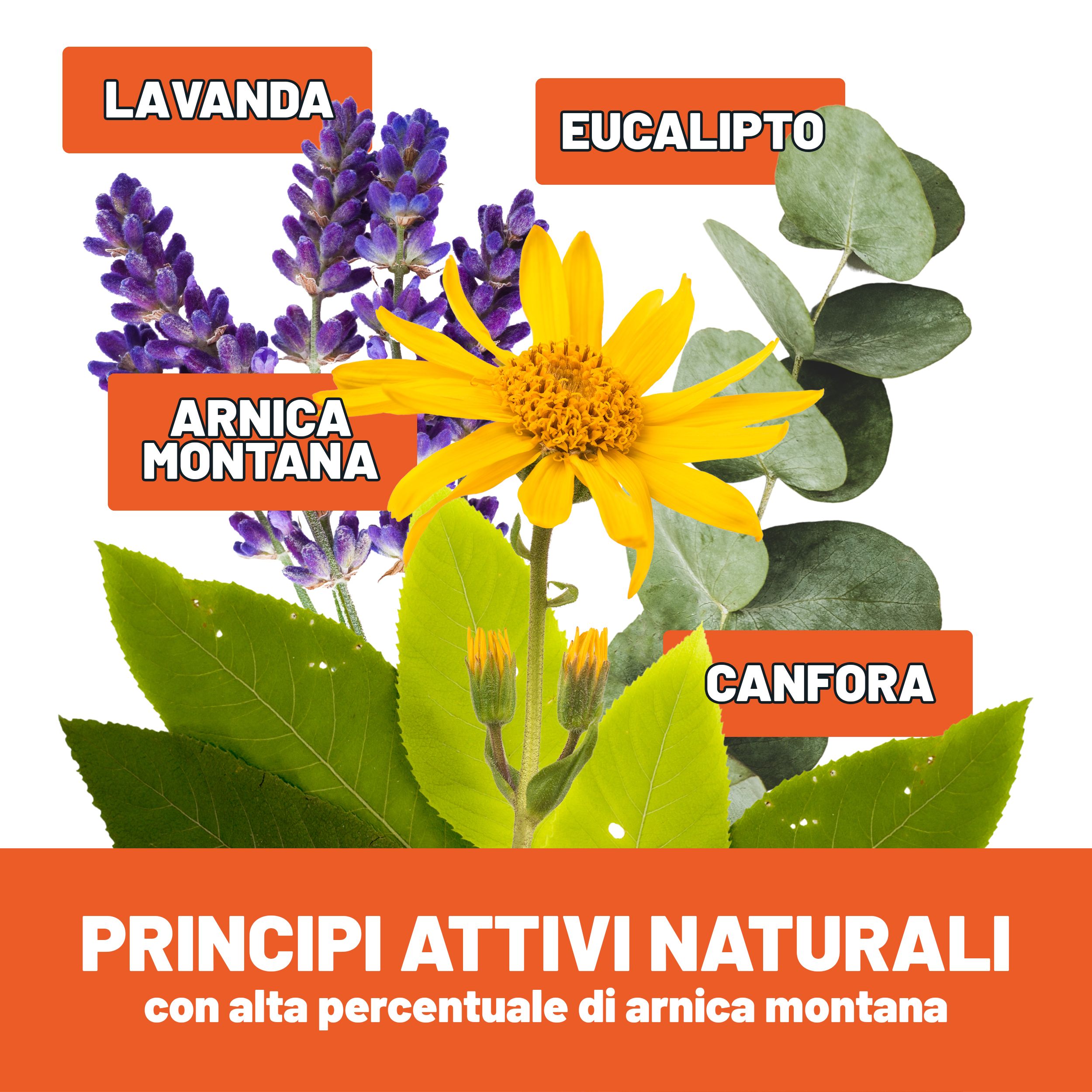 Graphique avec lavande, Arnica Montana, eucalyptus et camphre. Texte: Principi attivi naturali con alta percentuale di arnica montana.