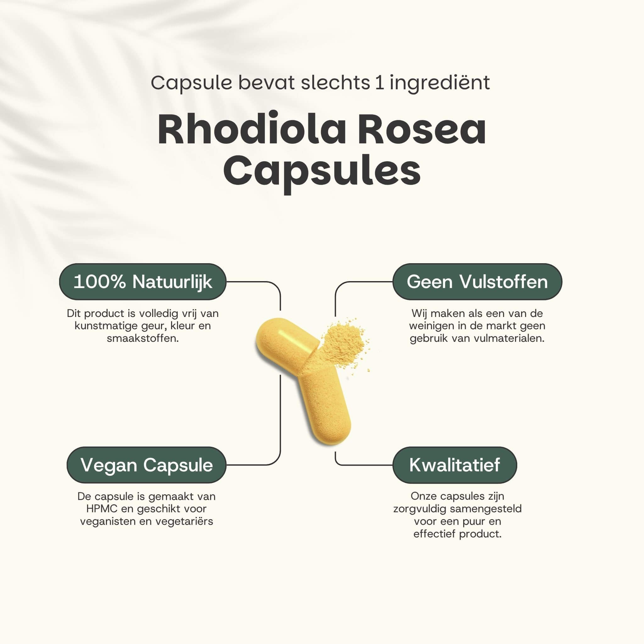 Gele capsule met poeder. Tekst: Rhodiola Rosea Capsules. 100% natuurlijk, geen vulstoffen, vegan capsule.