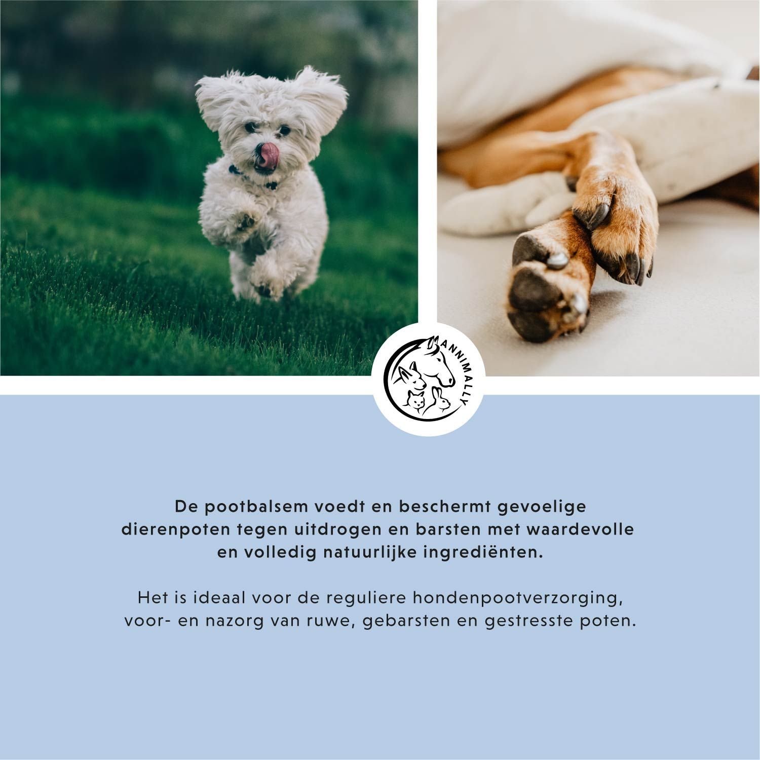 Foto met hond. Tekst over de verzorging van poten. Logo: Annimally. Tekst: PAWS balsem.