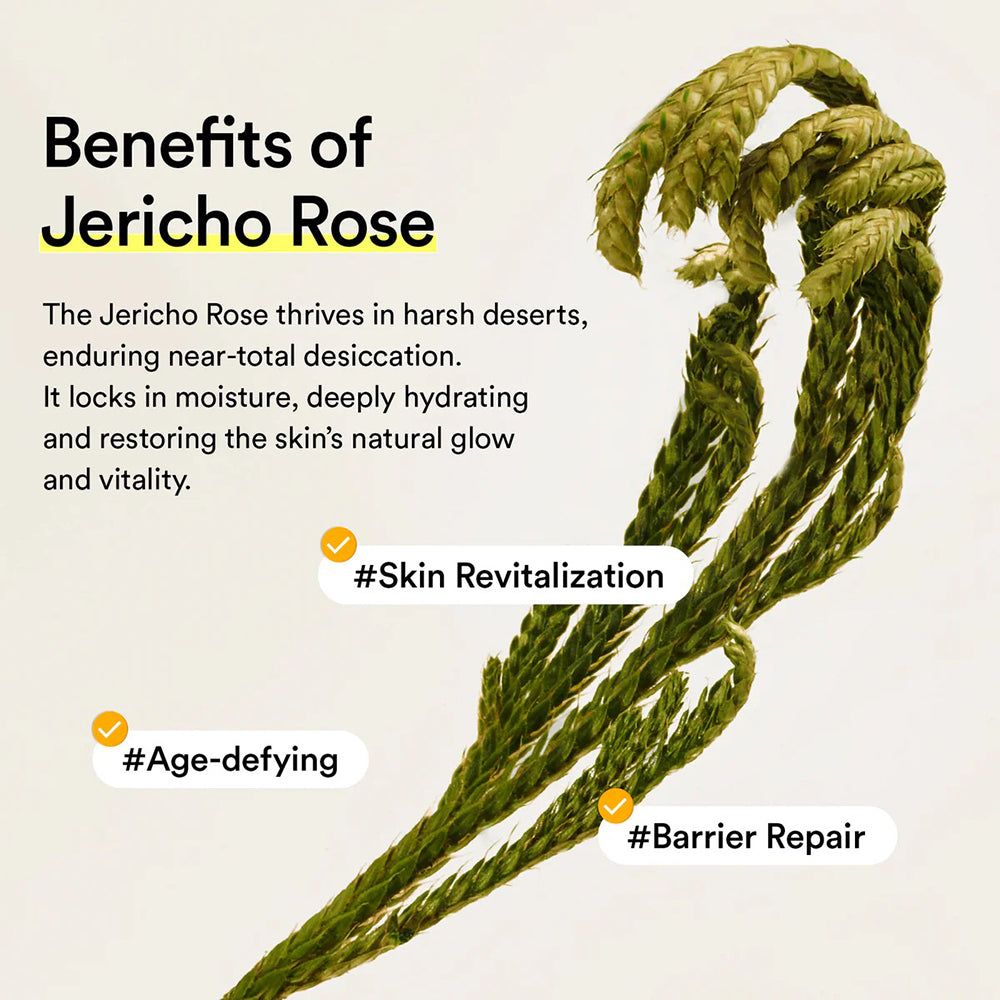 Plante de rose de Jéricho avec texte sur les avantages tels que la revitalisation de la peau et la protection de l'hydratation.