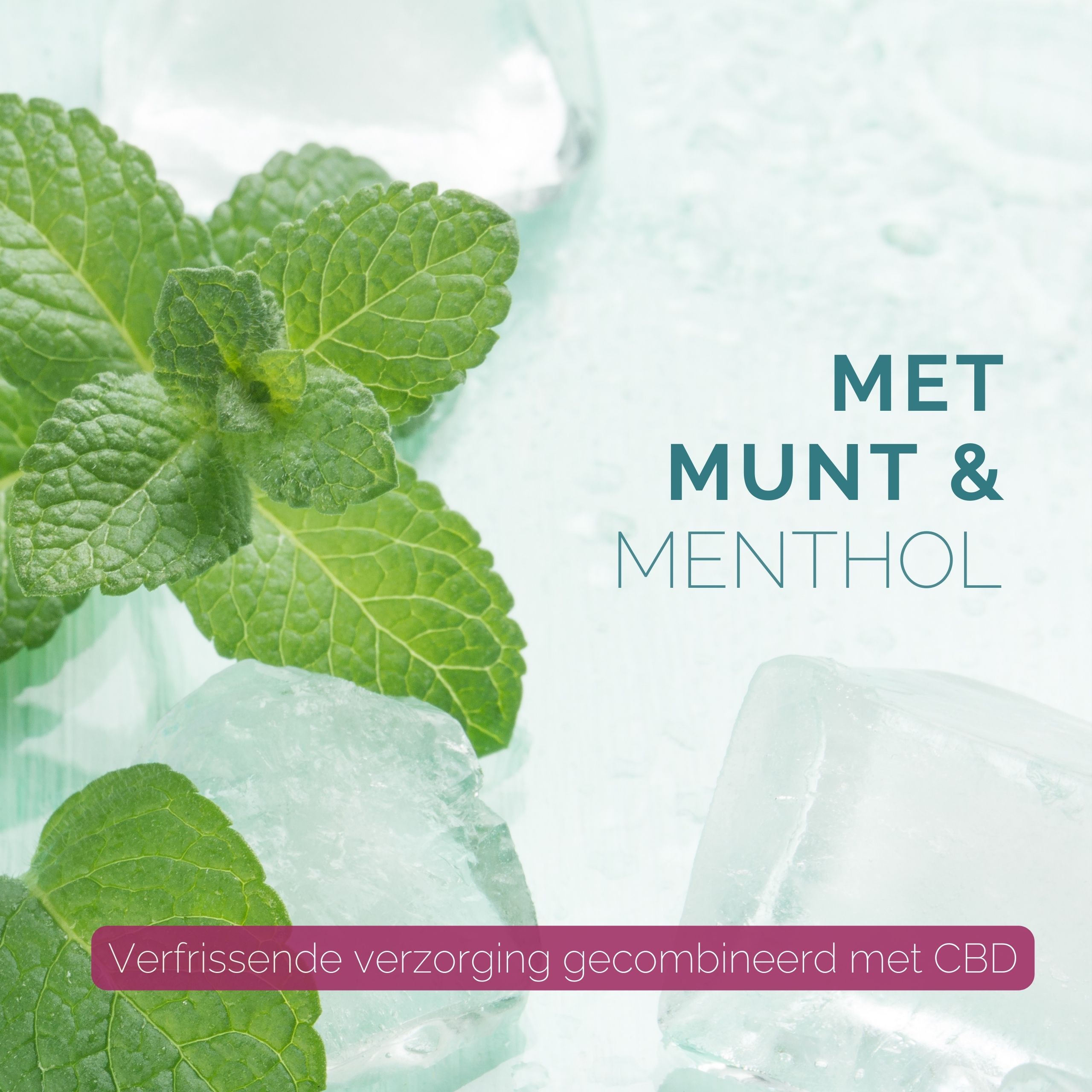 Munt en ijsblokjes. Tekst: MET MUNT & MENTHOL. Verfrissende verzorging.