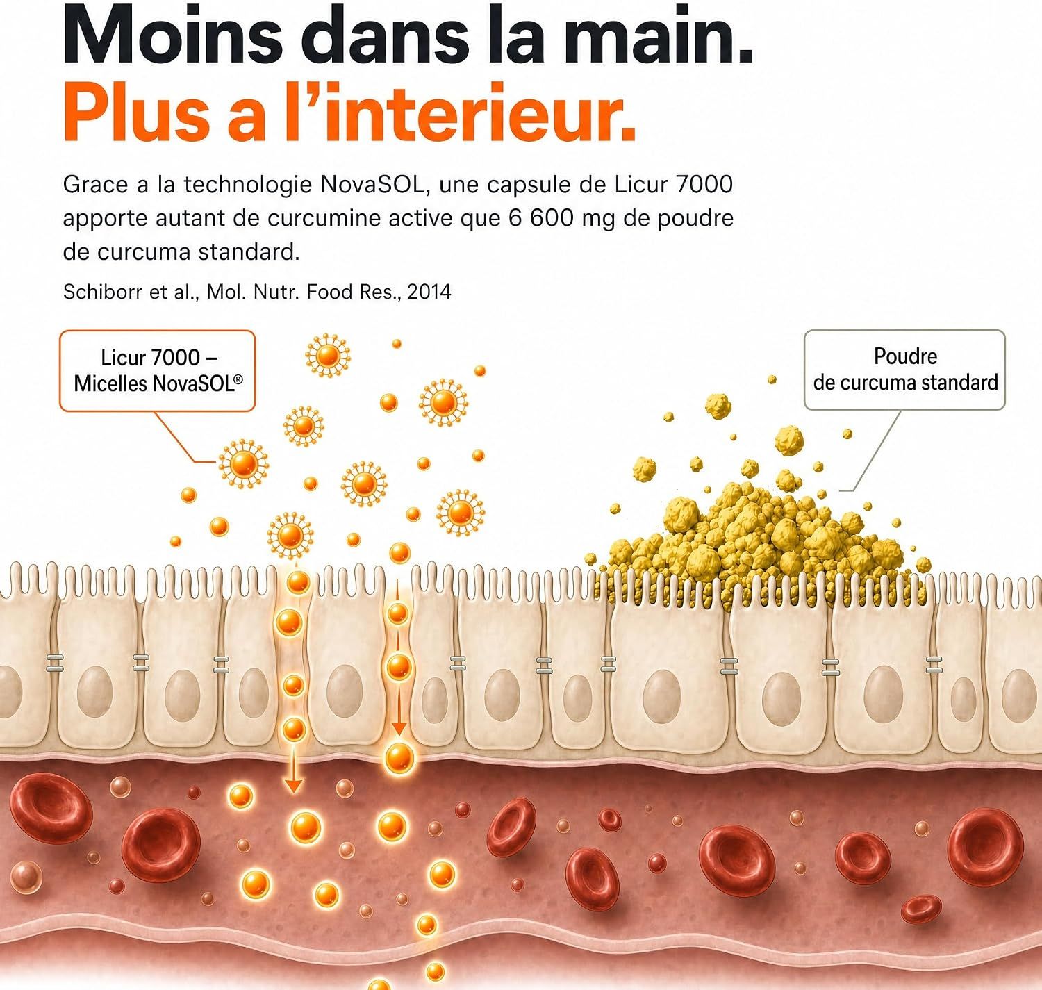 Comparaison des micelles NovaSOL Licur 7000 et de la poudre de curcuma standard dans l'absorption par les cellules intestinales et les globules rouges.