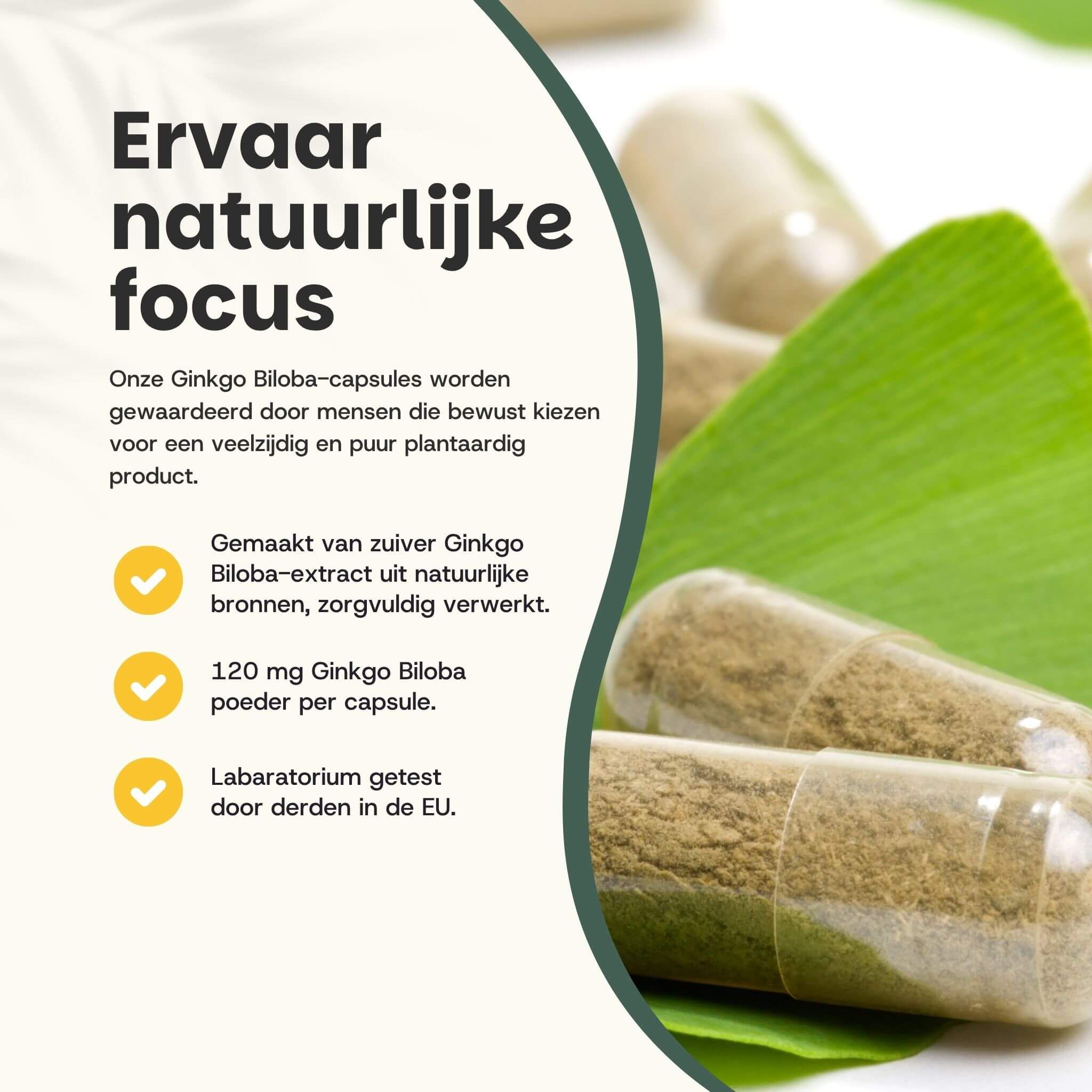 Ginkgo Biloba capsules en groene bladeren. Tekst: 120 mg Ginkgo Biloba per capsule. Laboratorium getest in de EU.