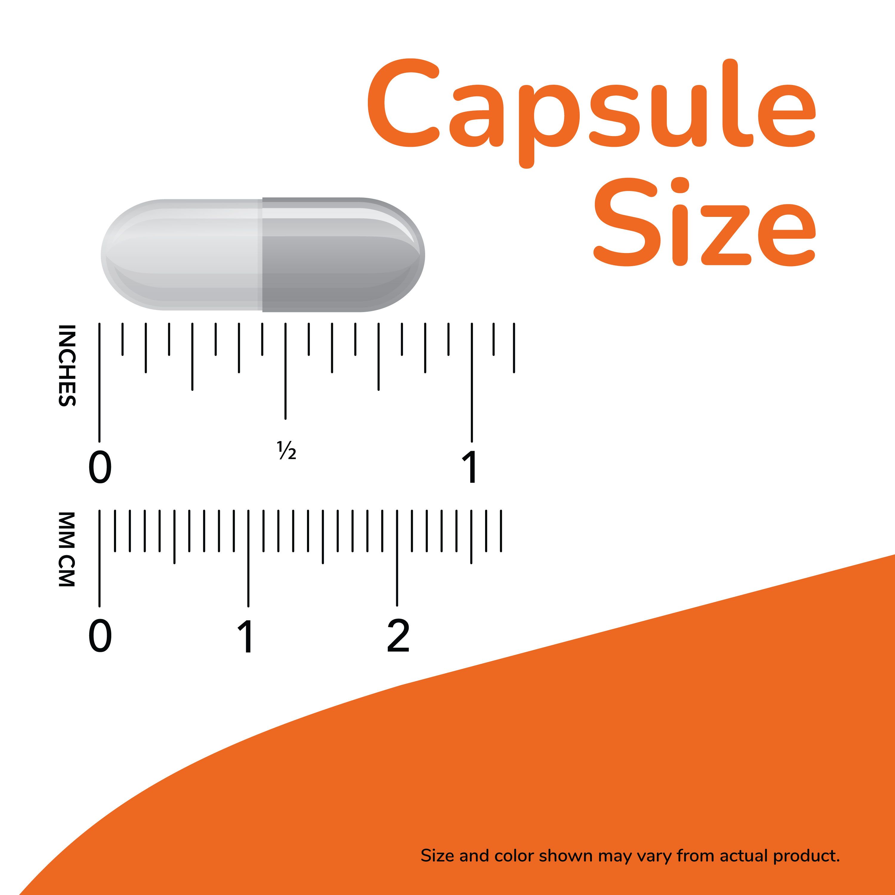 Taille de la capsule comparée aux règles en pouces et en centimètres.