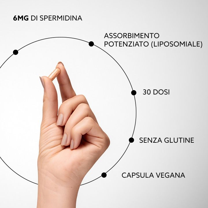 Hand met capsule. Diagram: 6mg spermidine, verbeterde absorptie, 30 porties, glutenvrij, vegan capsule.