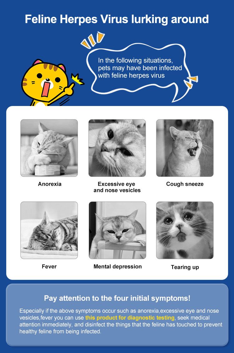 Infographic over feline herpesvirus. Toont symptomen zoals anorexia, ooguitvloeiing, hoesten, koorts, depressie en tranen.