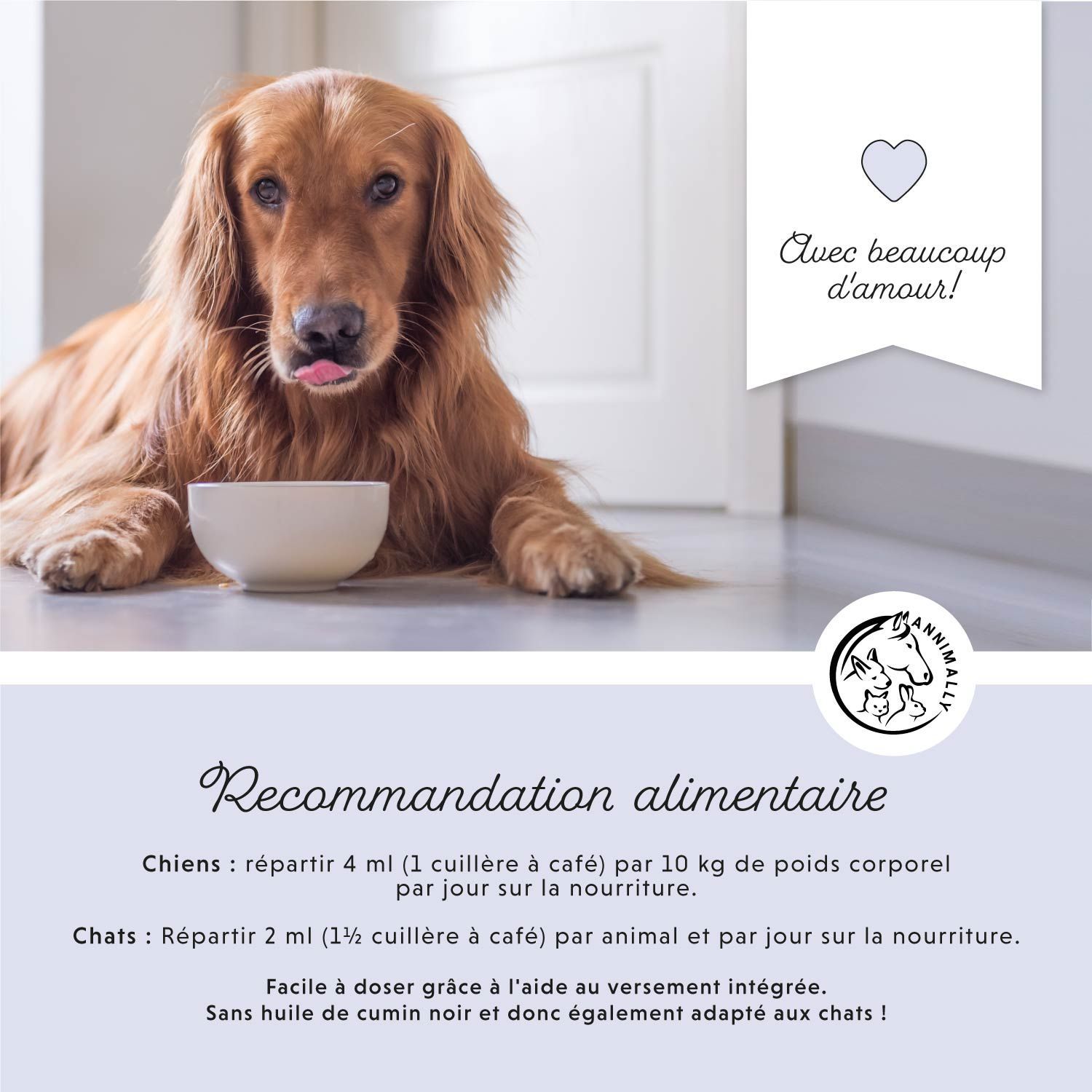 Recommandations alimentaires pour chiens et chats. Chien avec un bol. Fond bleu.