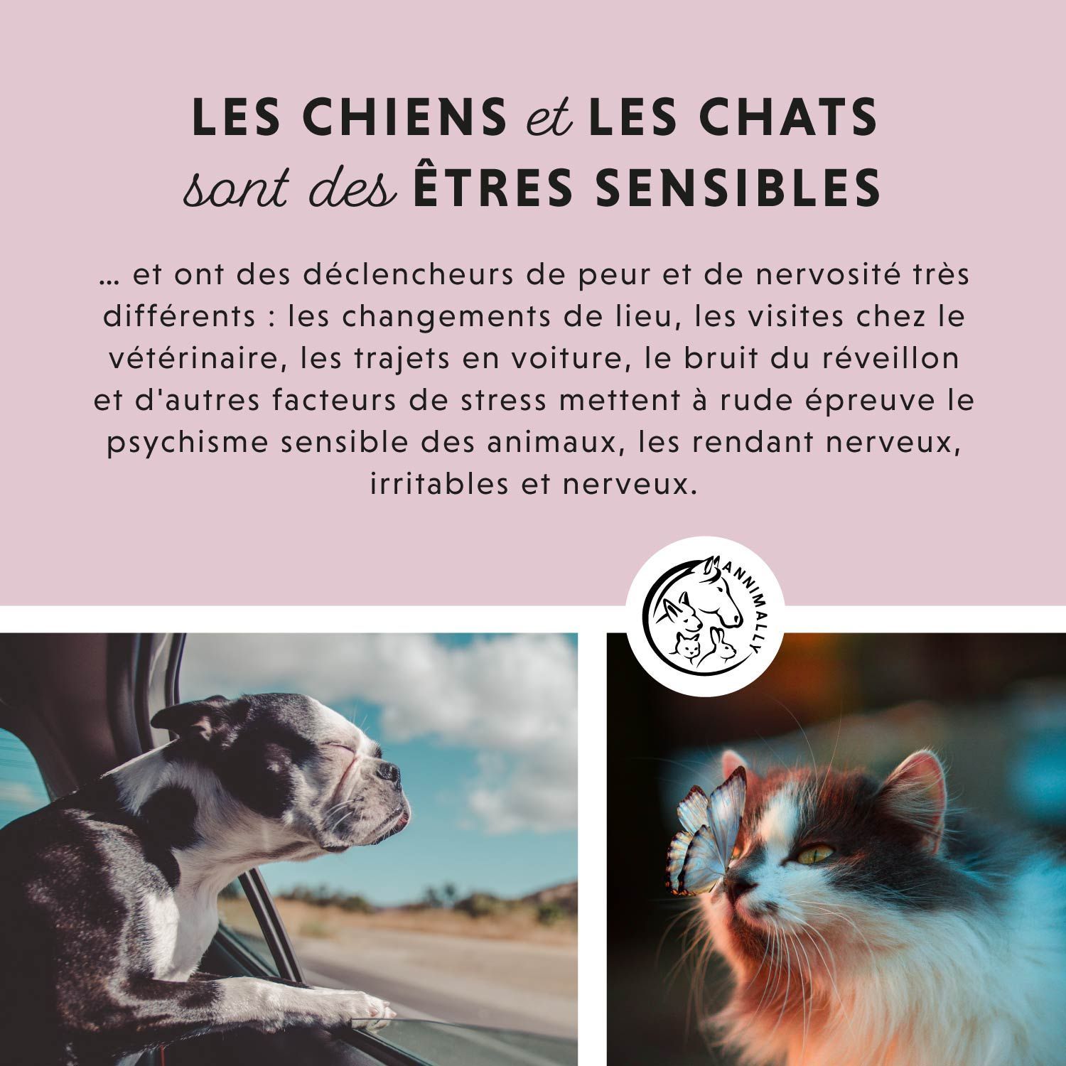 Fond rose avec texte. Représentation: chien, chat. Texte: Les chiens et les chats sont des êtres sensibles. Texte sur les causes.