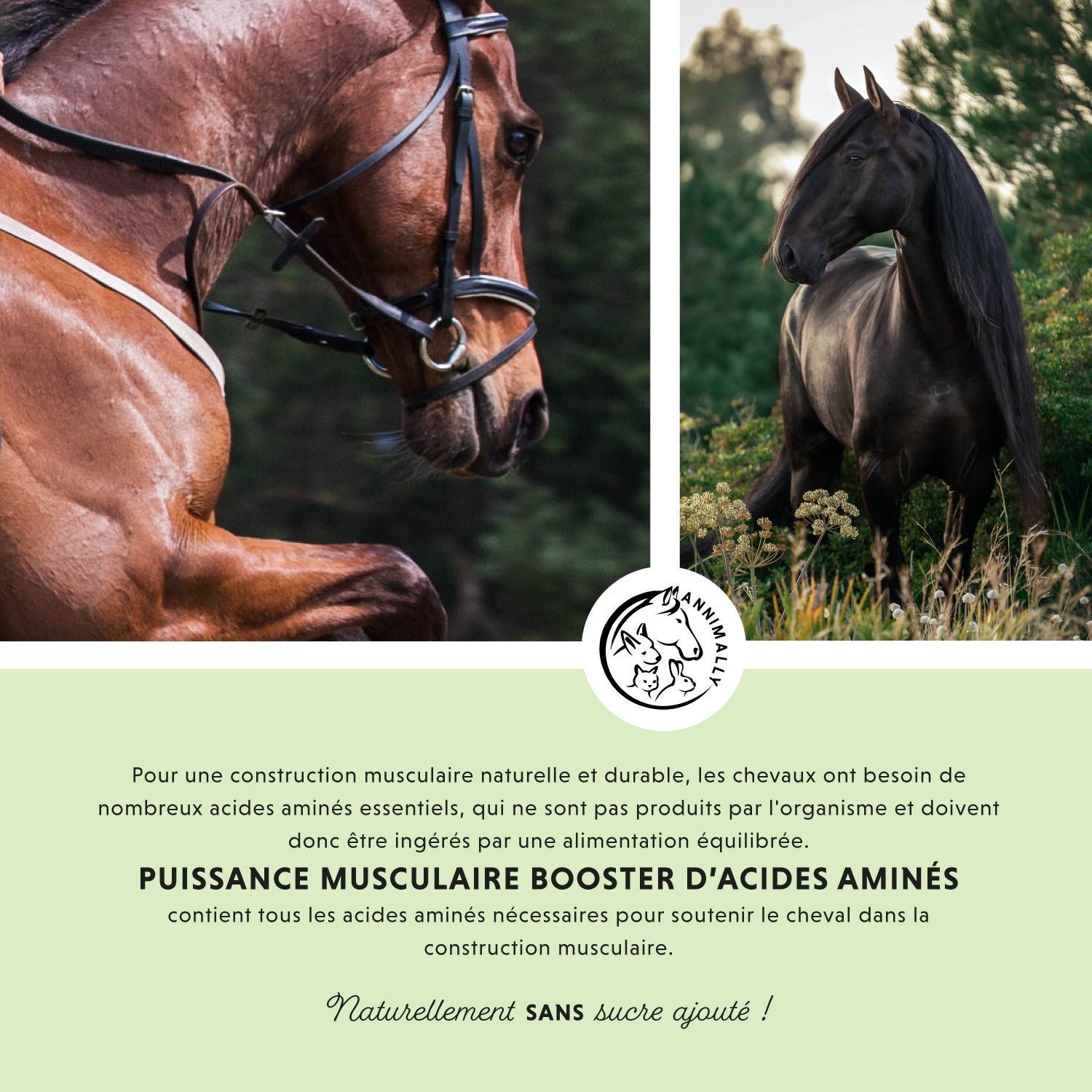 Chevaux. Texte: Puissance musculaire Booster d'acides aminés. Naturellement sans sucre ajouté!