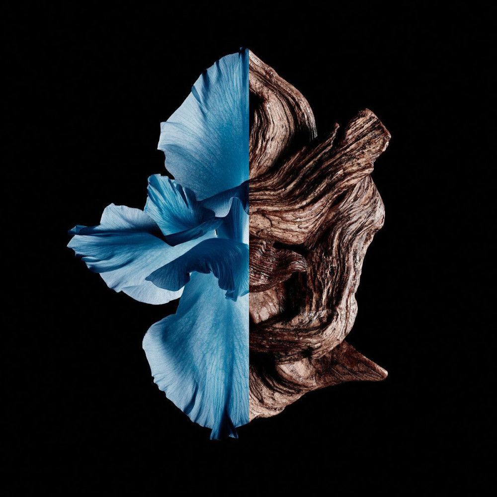 De helft blauwe bloemblaadjes, de helft bruin hout op zwarte achtergrond. Weergave van Givenchy Gentleman Eau de Toilette Intense.