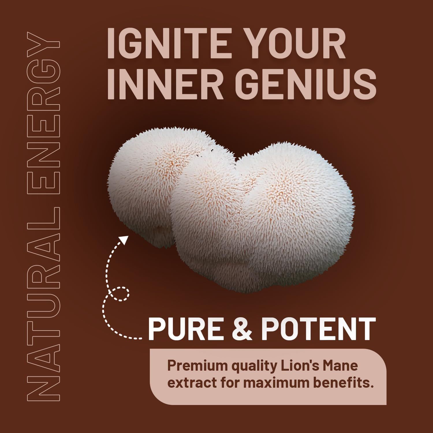 Deux champignons crinière de lion blancs et duveteux. Texte : Pur & Puissant, extrait de crinière de lion de qualité supérieure.