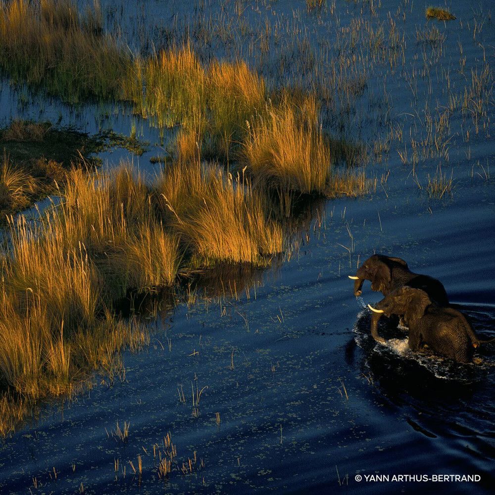 Luchtfoto van olifanten in water. Groene oevers, blauw water. Zonlicht, natuurlijke omgeving.