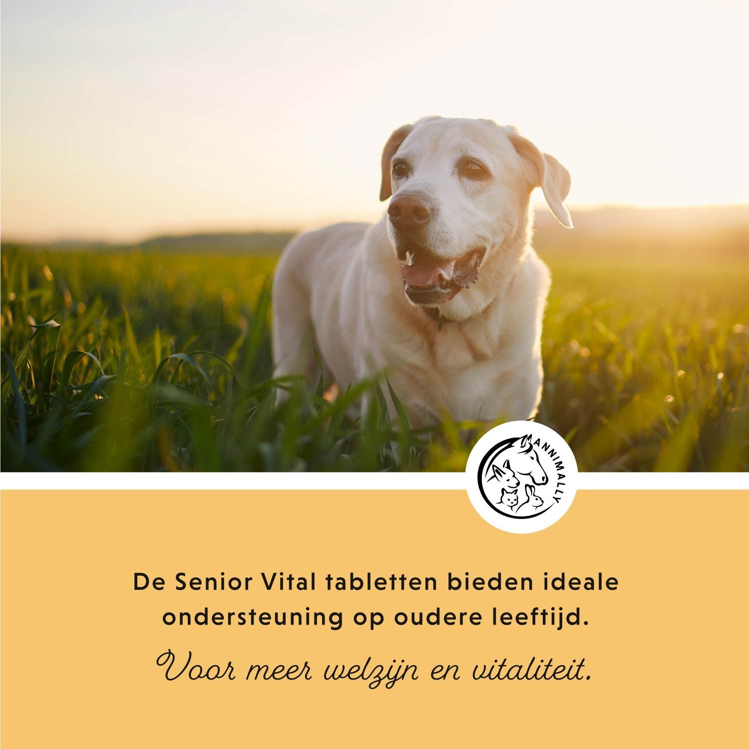 Lichte hond in het gras. Tekst: Senior Vital tabletten bieden ideale ondersteuning op oudere leeftijd. Voor meer welzijn.