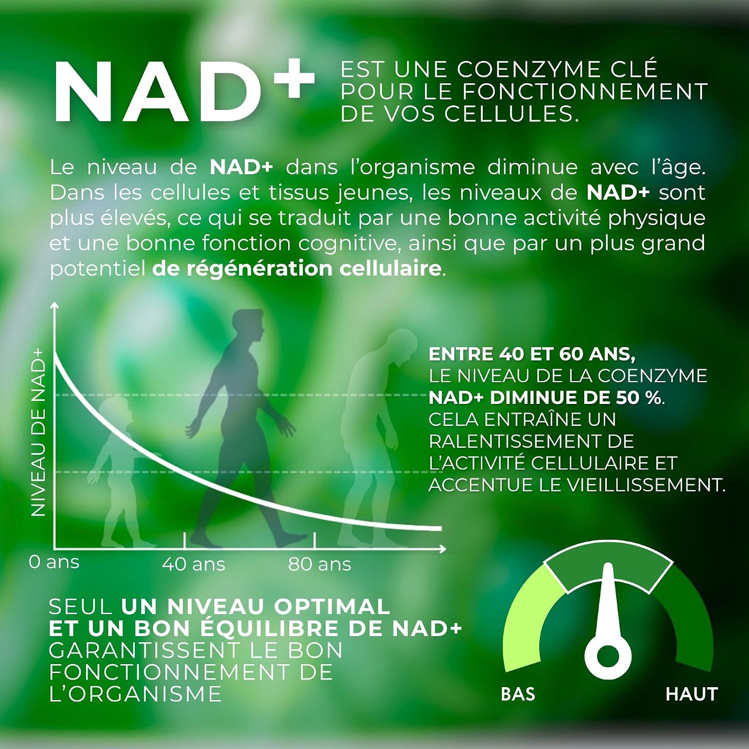 Graphique sur le NAD+ et la production d'énergie cellulaire.