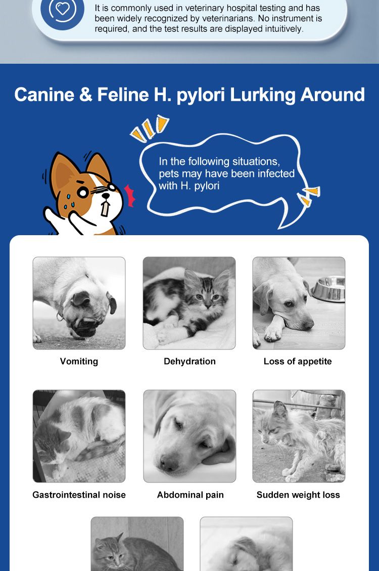 Infographic met symptomen van H. pylori bij honden en katten. Afbeeldingen van dieren met tekst.