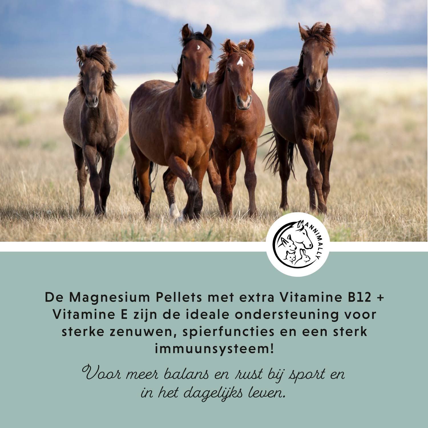 Vier paarden in een weiland. Tekst: Magnesium Pellets met vitamine B12 + E zijn ideaal voor zenuwen, spieren & immuunsysteem.