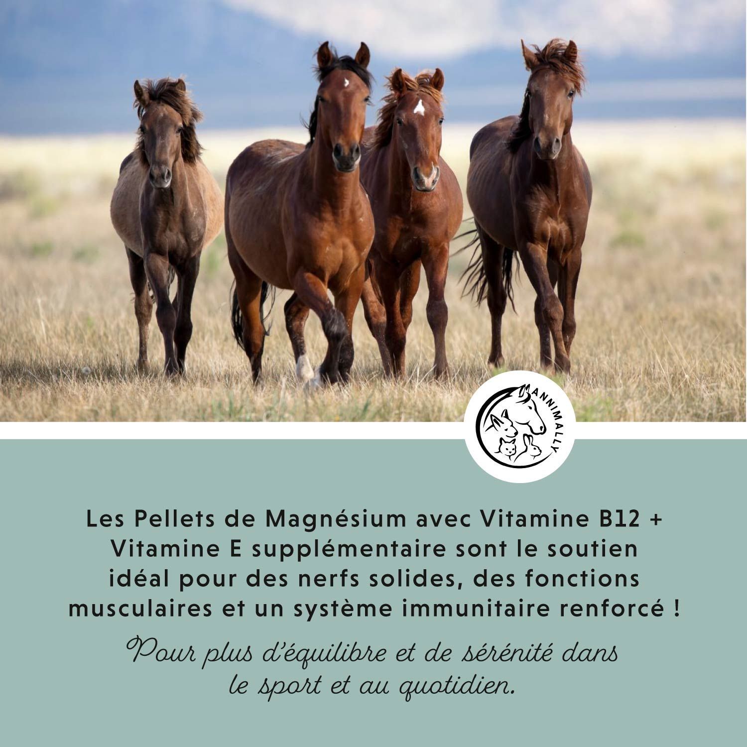 Quatre chevaux dans un champ. Texte: Les granulés de magnésium avec vitamine B12 + E sont idéaux pour les nerfs, les muscles et l'immunité.