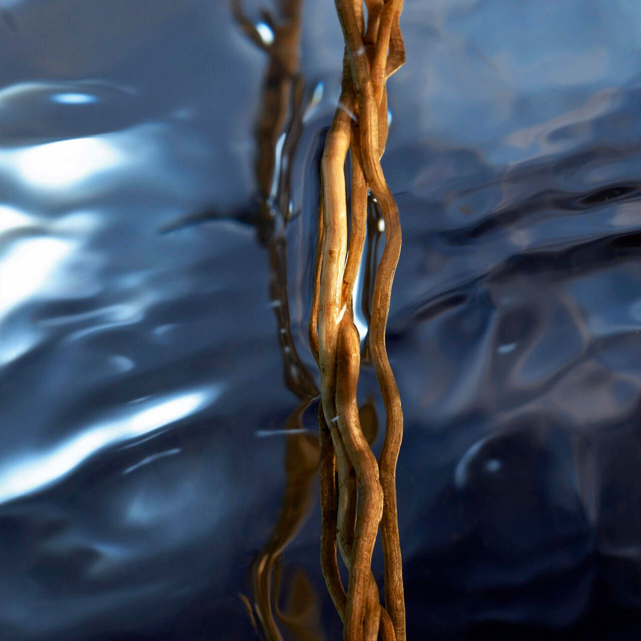 Bruine, kronkelende wortels in water. Blauwe achtergrond. Lichtreflecties op het wateroppervlak.