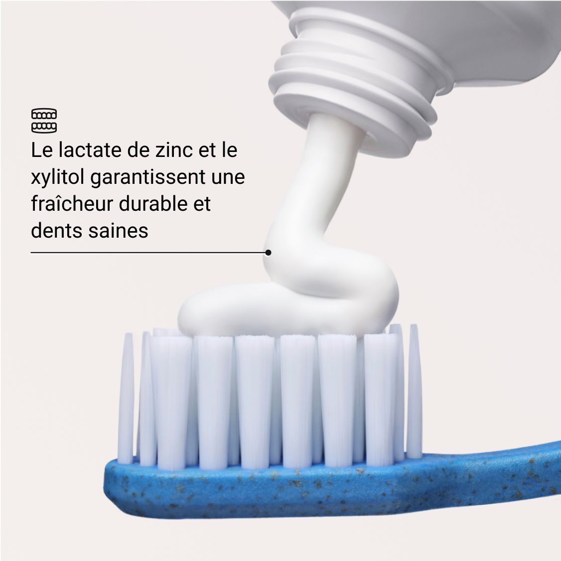 Dentifrice sur brosse à dents. Texte: Le lactate de zinc et le xylitol garantissent une fraîcheur durable et des dents saines.