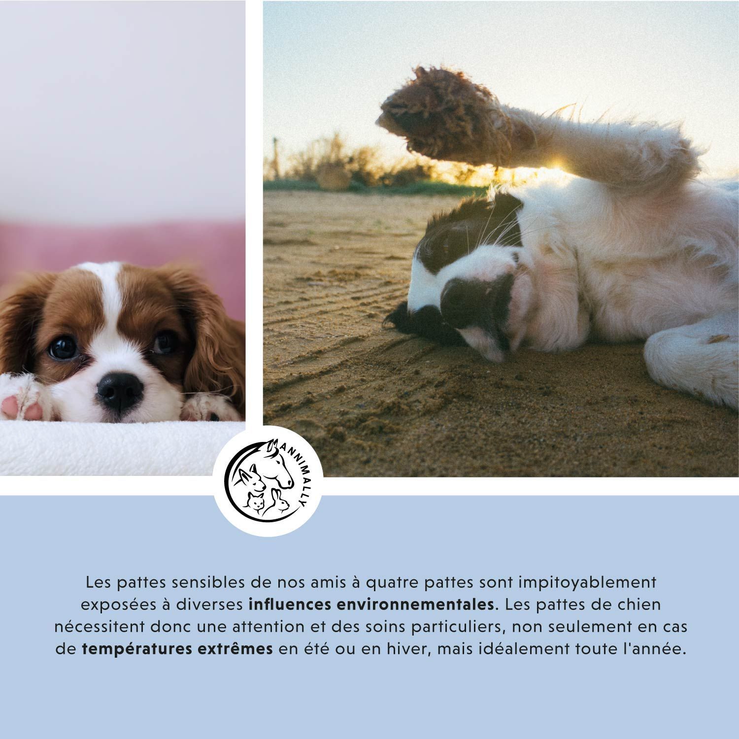 Photo avec chien et chat. Texte sur les pattes sensibles exposées aux influences environnementales. Logo Annimally.