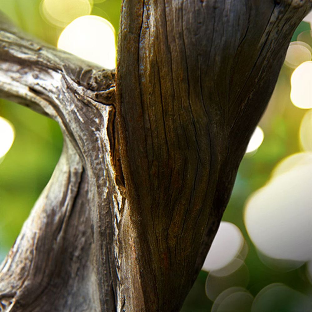 Close-up van boomstam met onscherpe achtergrond.