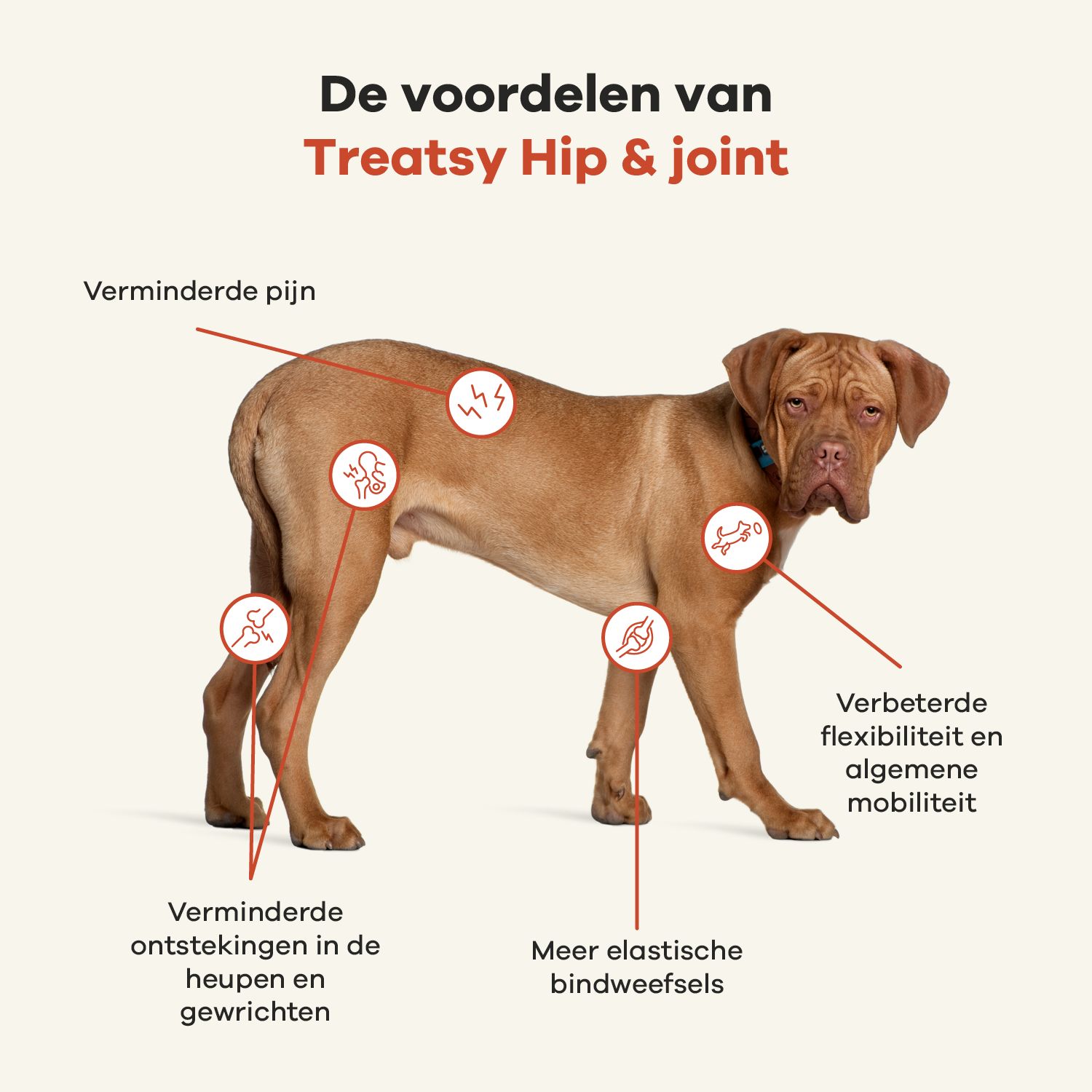 Grijze kat met rode markeringen. Tekst: De voordelen van Treatsy Hip & Joint. Verminderde pijn, artrose, mobiliteit.