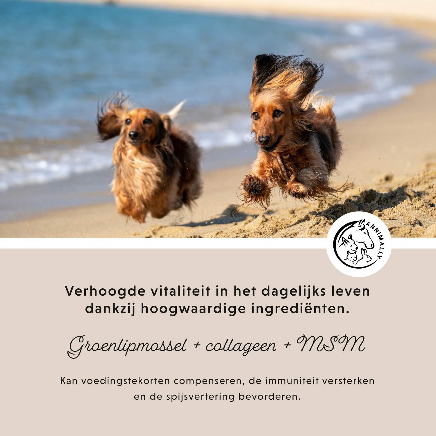 Pot Annimally Gelenkpulver, 300g. Bevat Groenlipmossel, collageen, MSM. Met maatlepel. Aanvullend diervoeder voor honden.