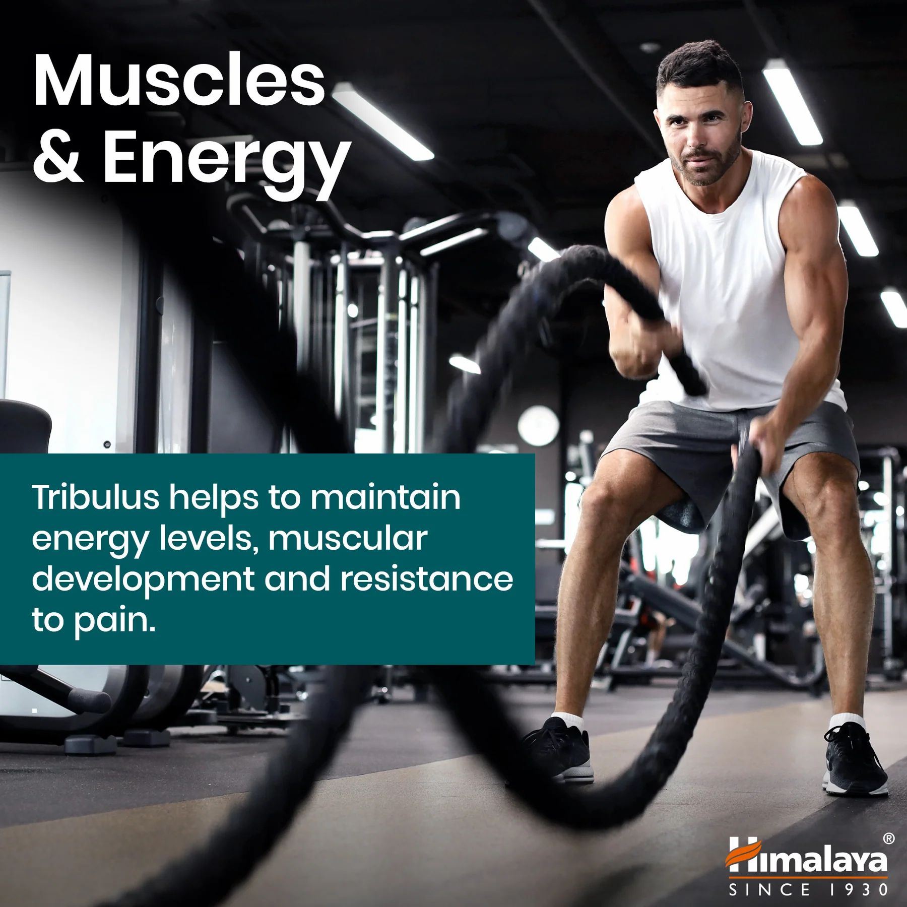 Man traint in de sportschool. Tekst: Tribulus ondersteunt spierontwikkeling en energieniveaus.