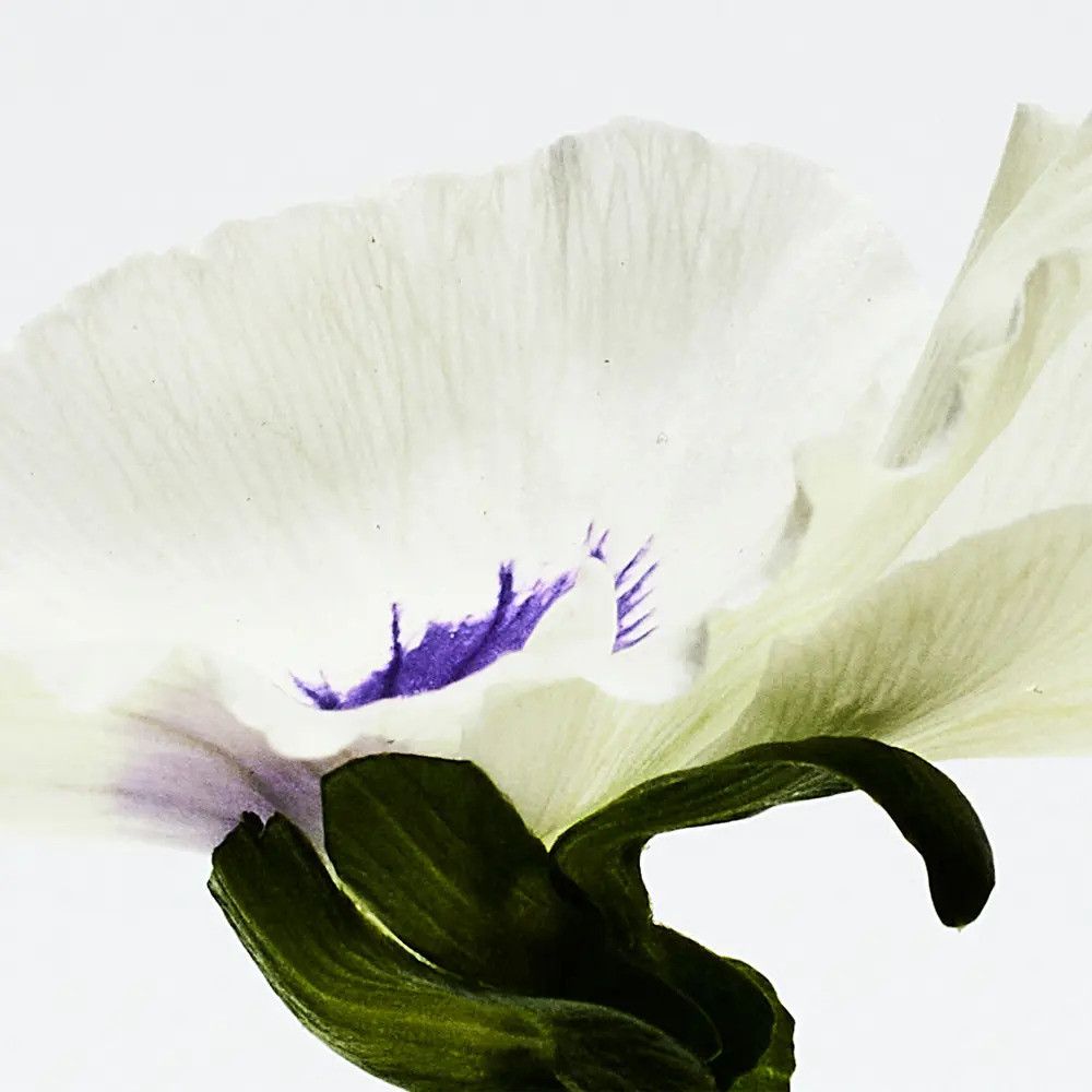 Loewe - Eau de Parfum Agua Drop